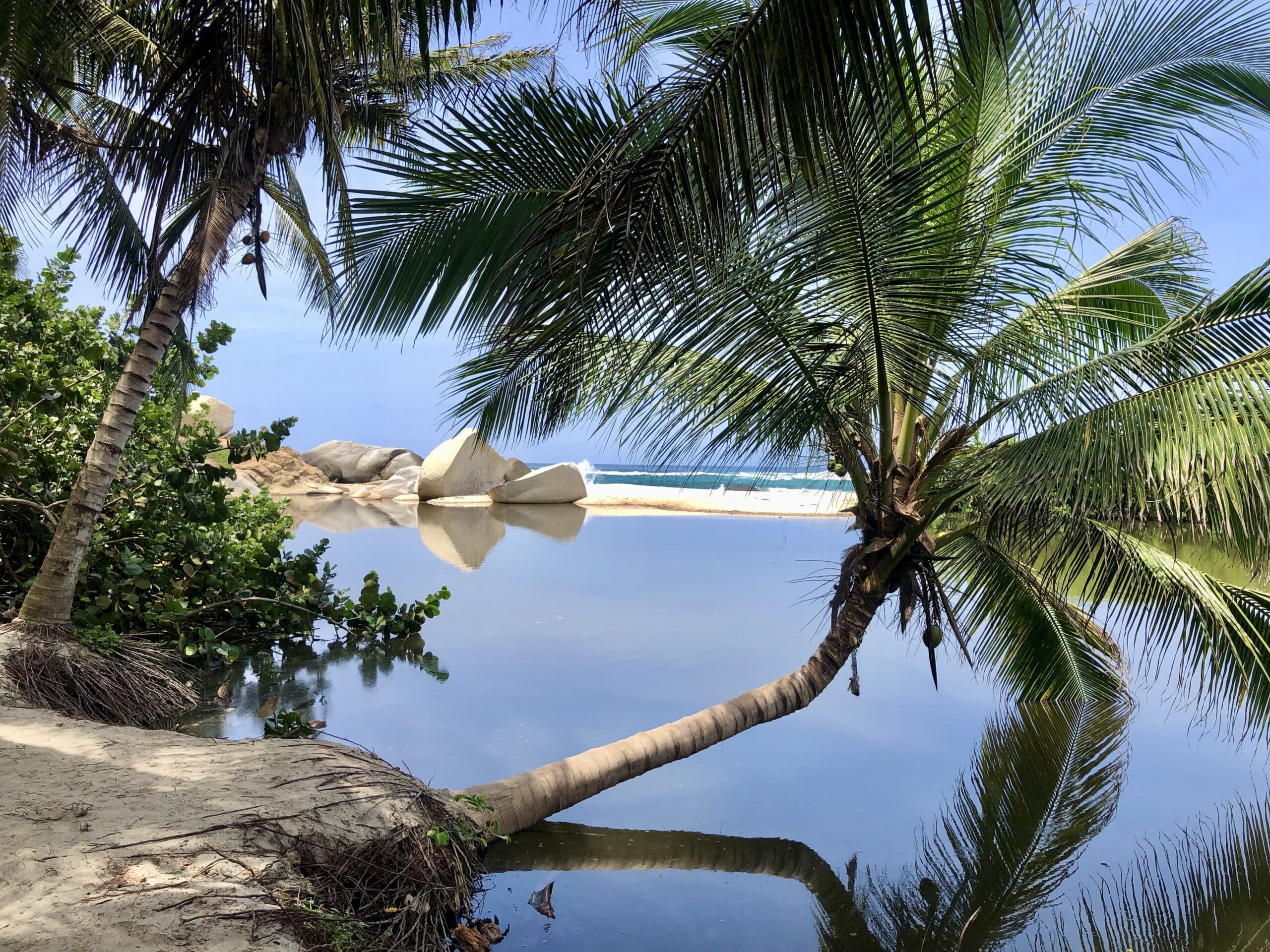 Tayrona National Park, Colombia Palm trees on the beaches of Tayrona National Park, Colombia.