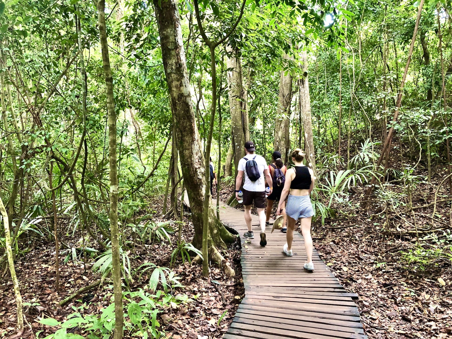 Hiking Trail in Tayrona National Park Wooden boardwalks like this lead through the trail section near Playa Cañaveral.