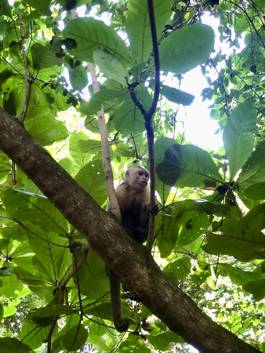 Tayrona National Park, Colombia A monkey observes visitors from the safety of the forest canopy – a common sight along the trails.