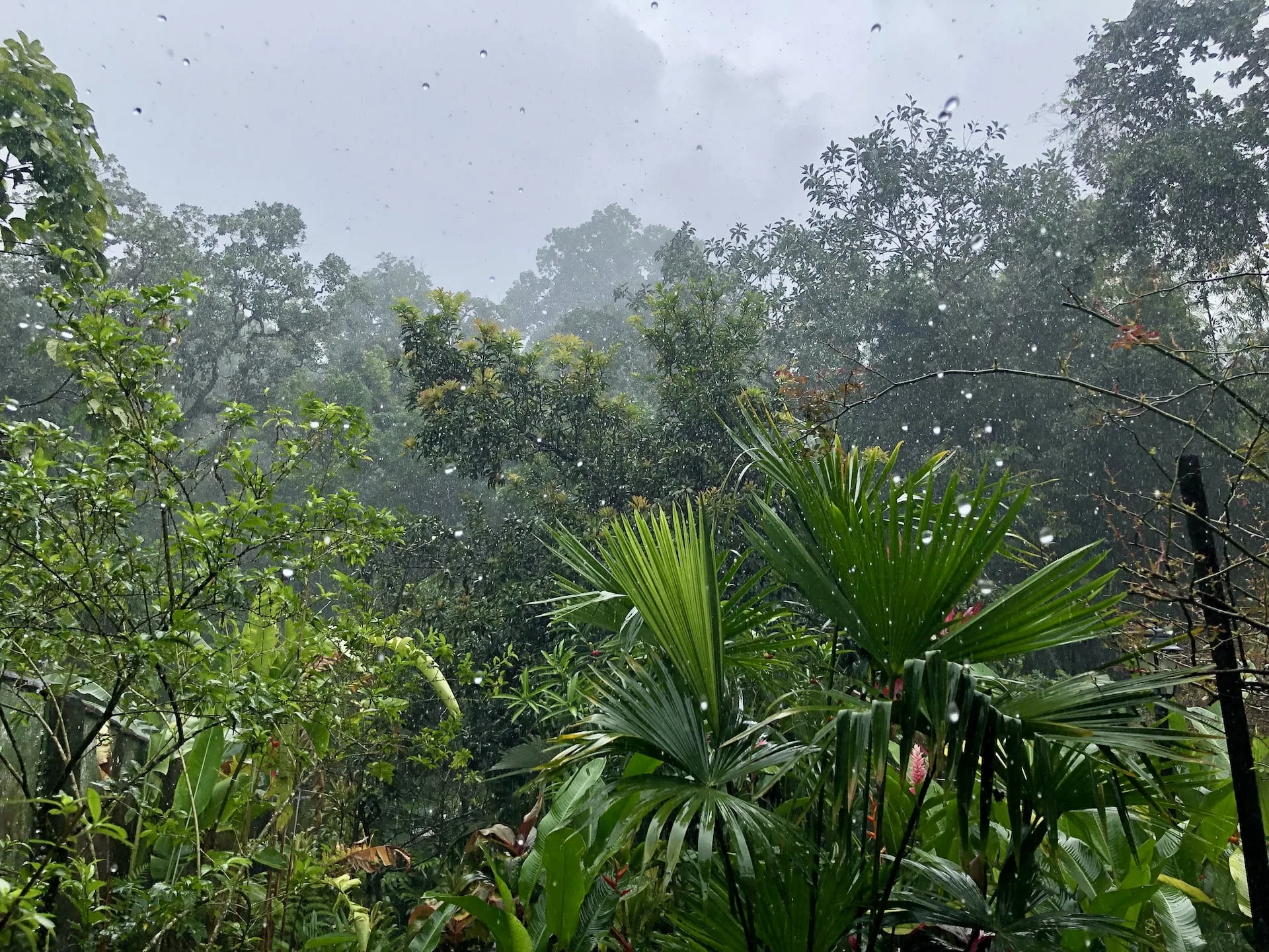 Ran in Minca, Colombia