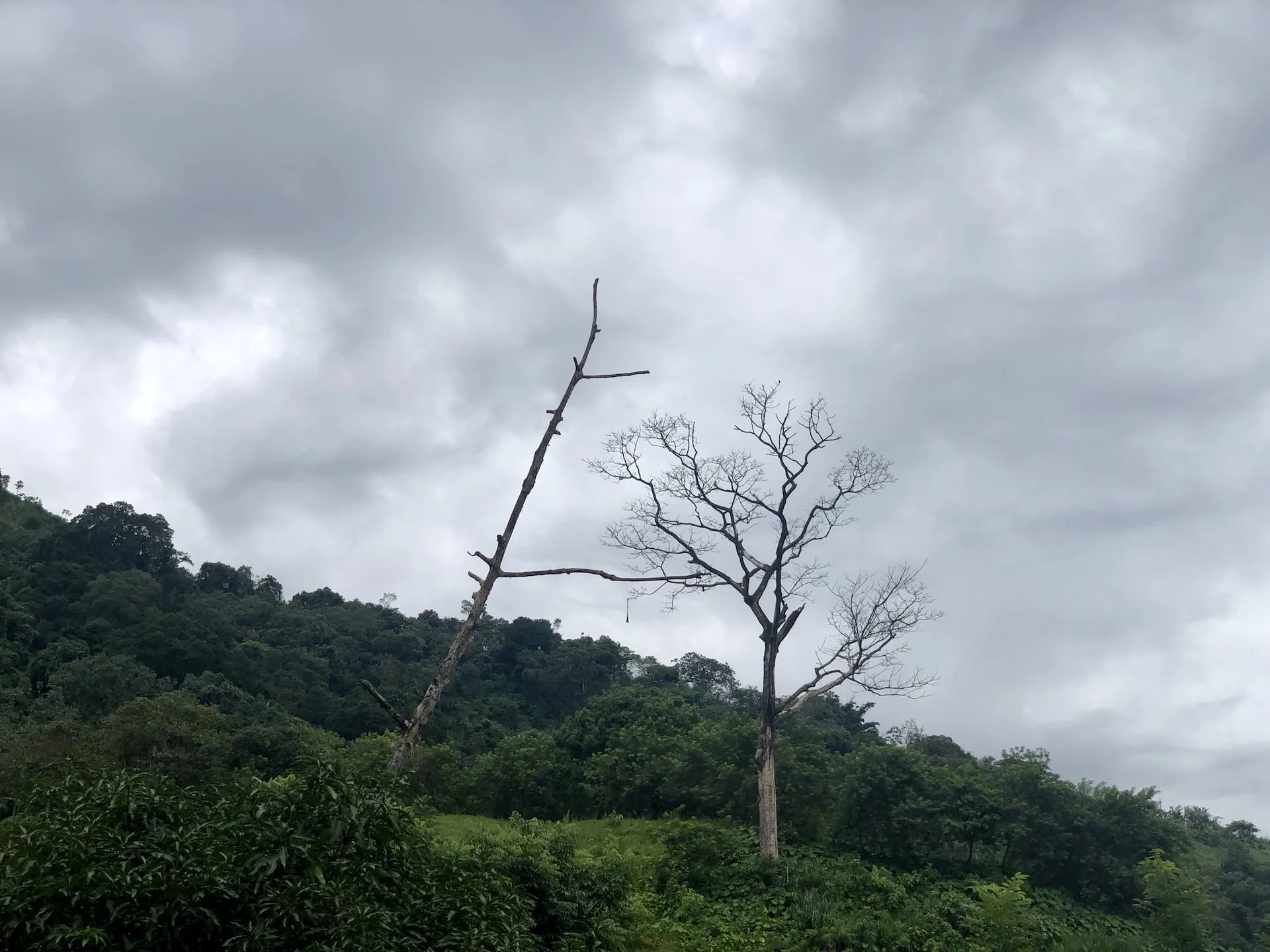 Laughing falcon on a tree near Minca, Colombia