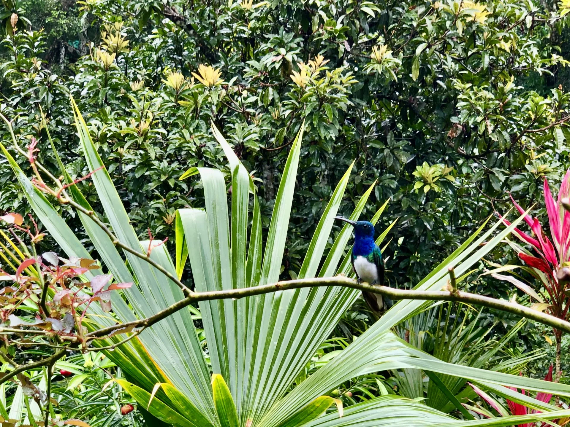 Hummingbird in Minca, Colombia