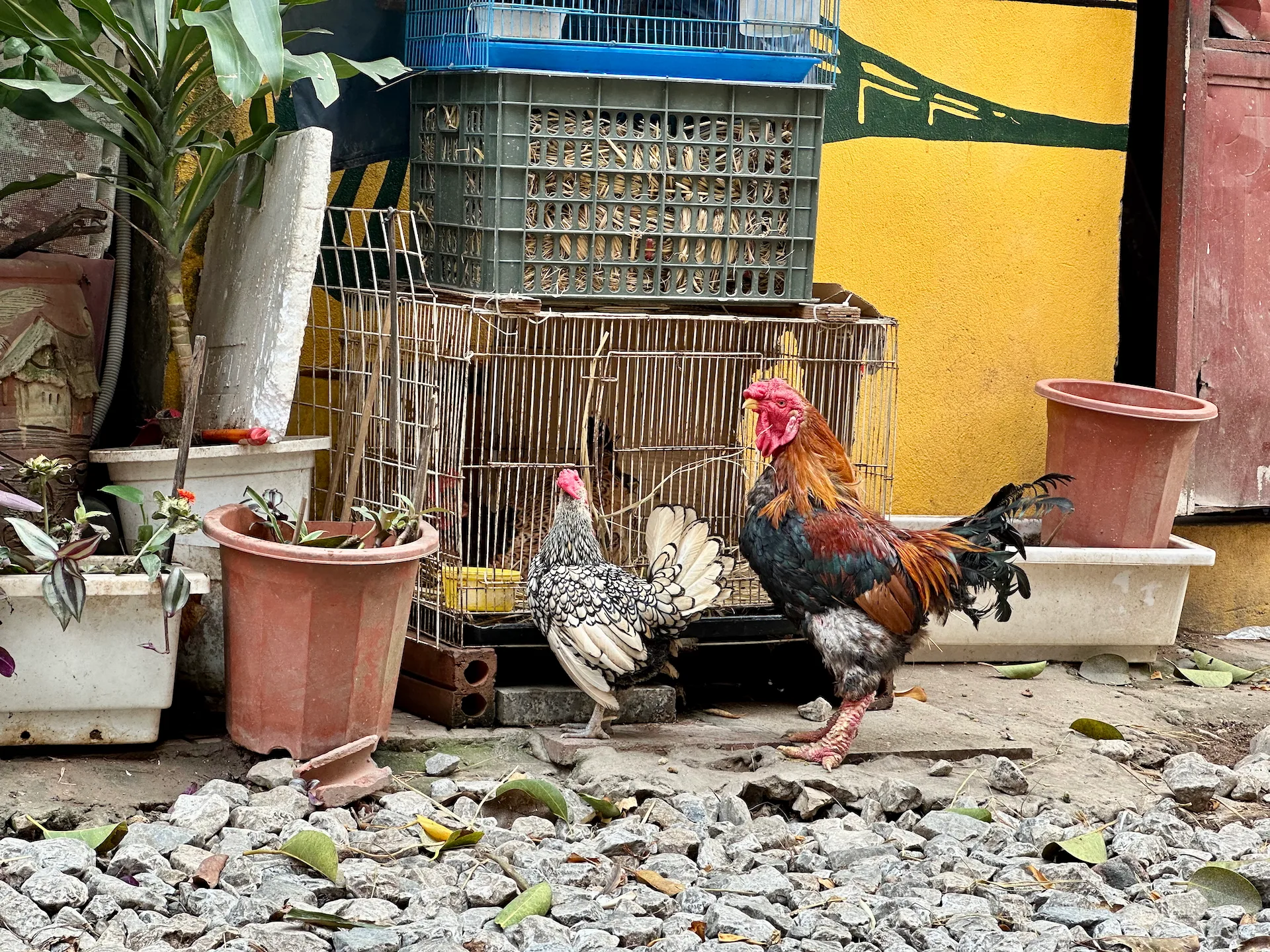 Chickens on the streets of Hanoi.