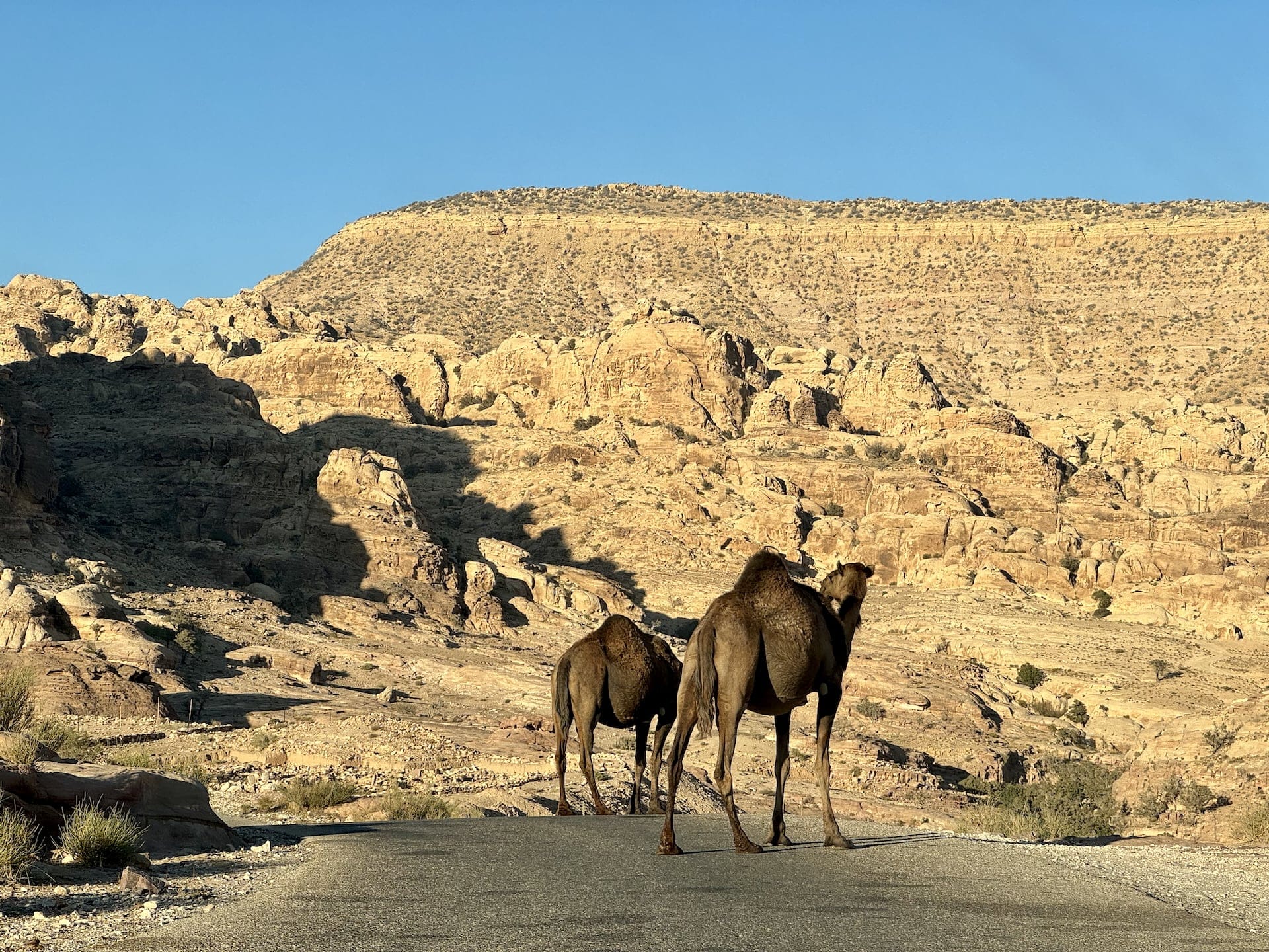 Jordan Camels on the road in Jordan.
