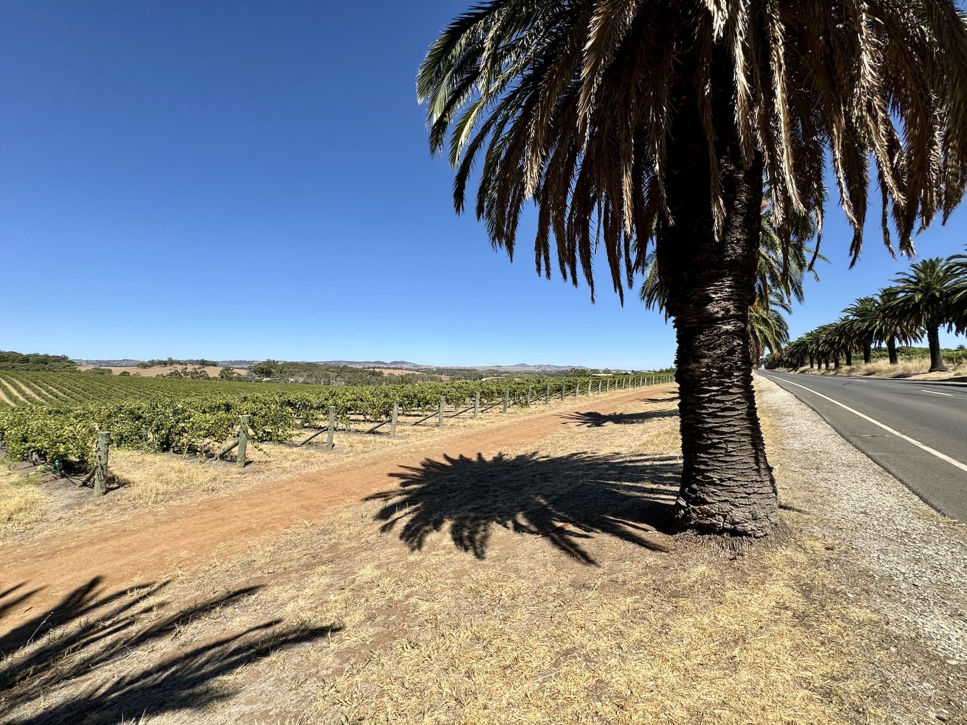 Barossa Valley, Australia Barossa Valley – I think the only place where you can find palm trees and grape vines next to each other.