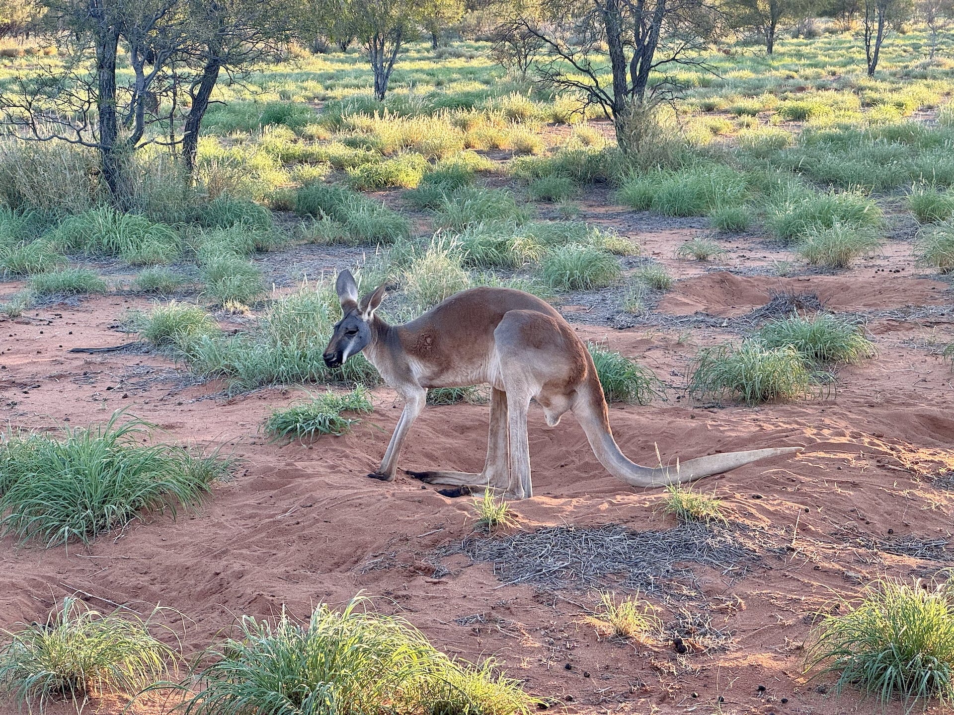 Alice Springs, Australia Red kangaroos dig themselves these "nests" to rest in.
