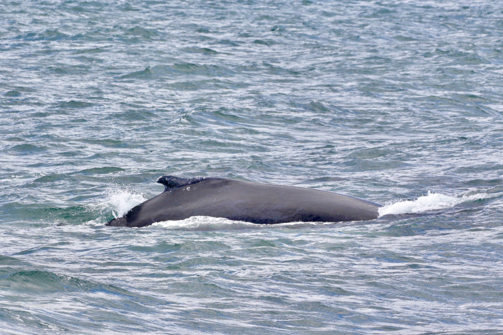 This is what you'll see of whales most of the time.