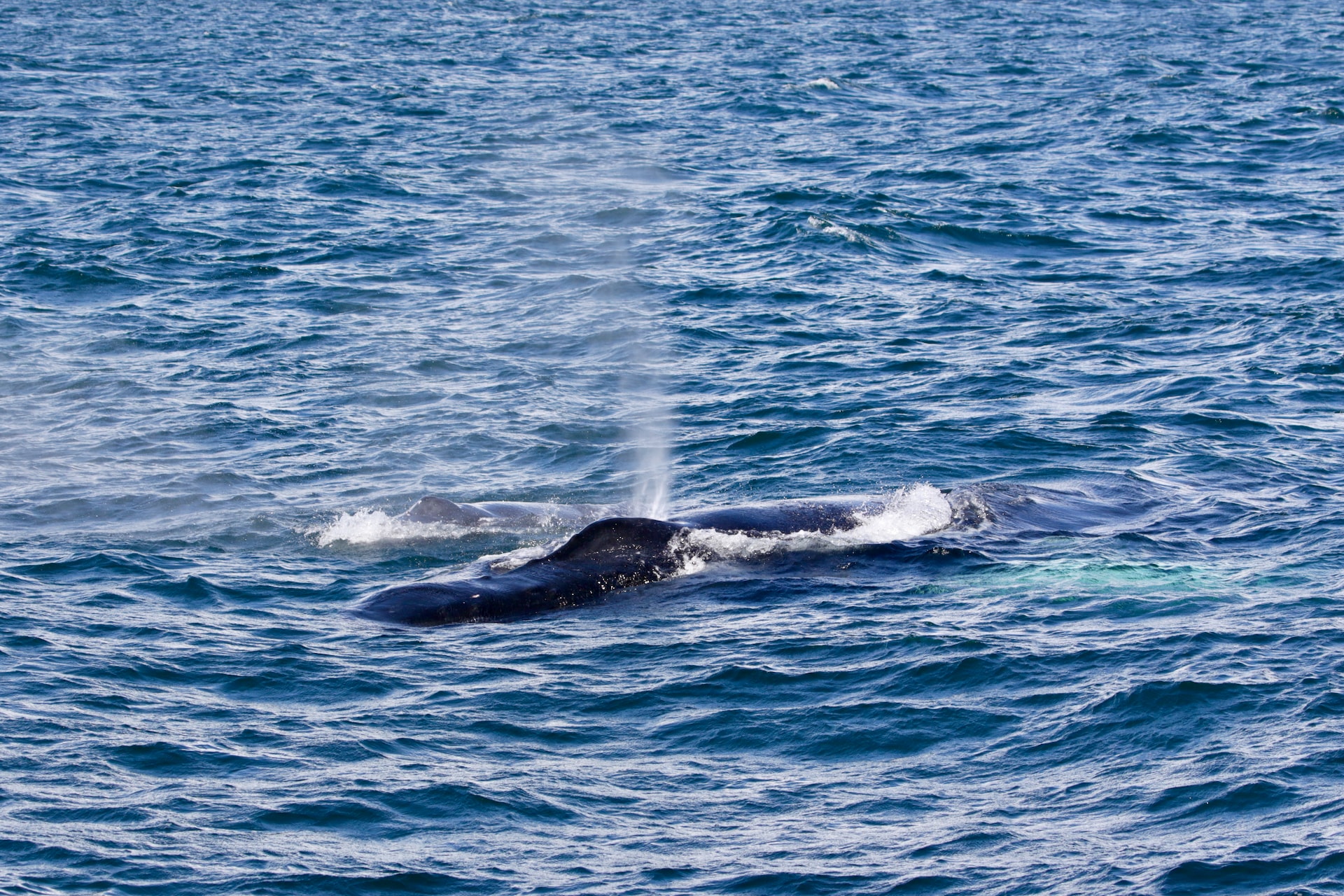 The puffs (when the whales exhale) can be seen from far away.