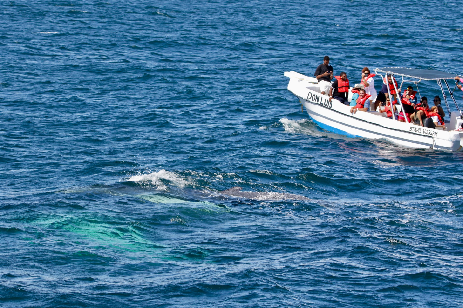 This boat clearly did not maintain the 80 meter distance from the mother and her newborn calf.