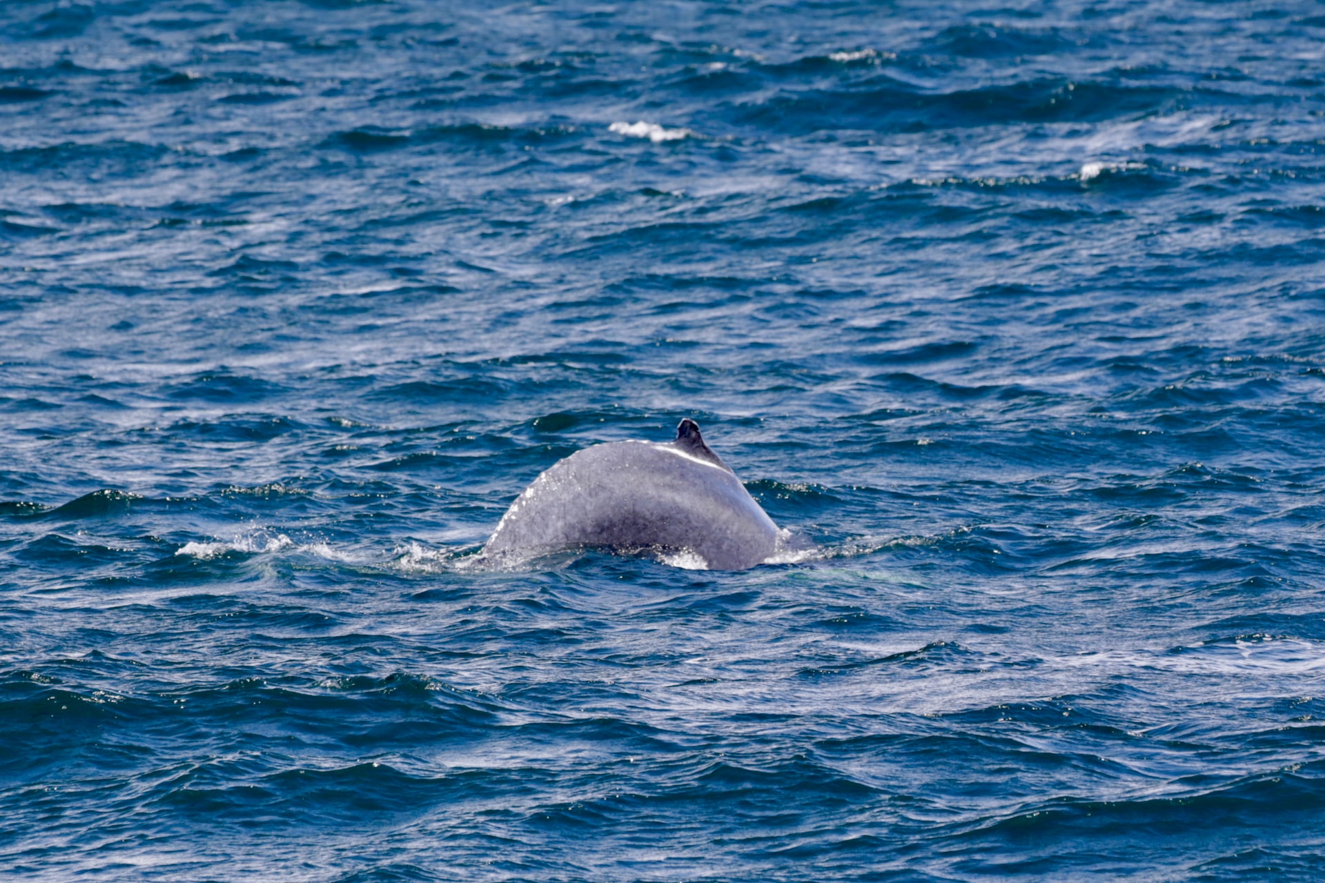 The typical curved back of a humpback whale while diving.