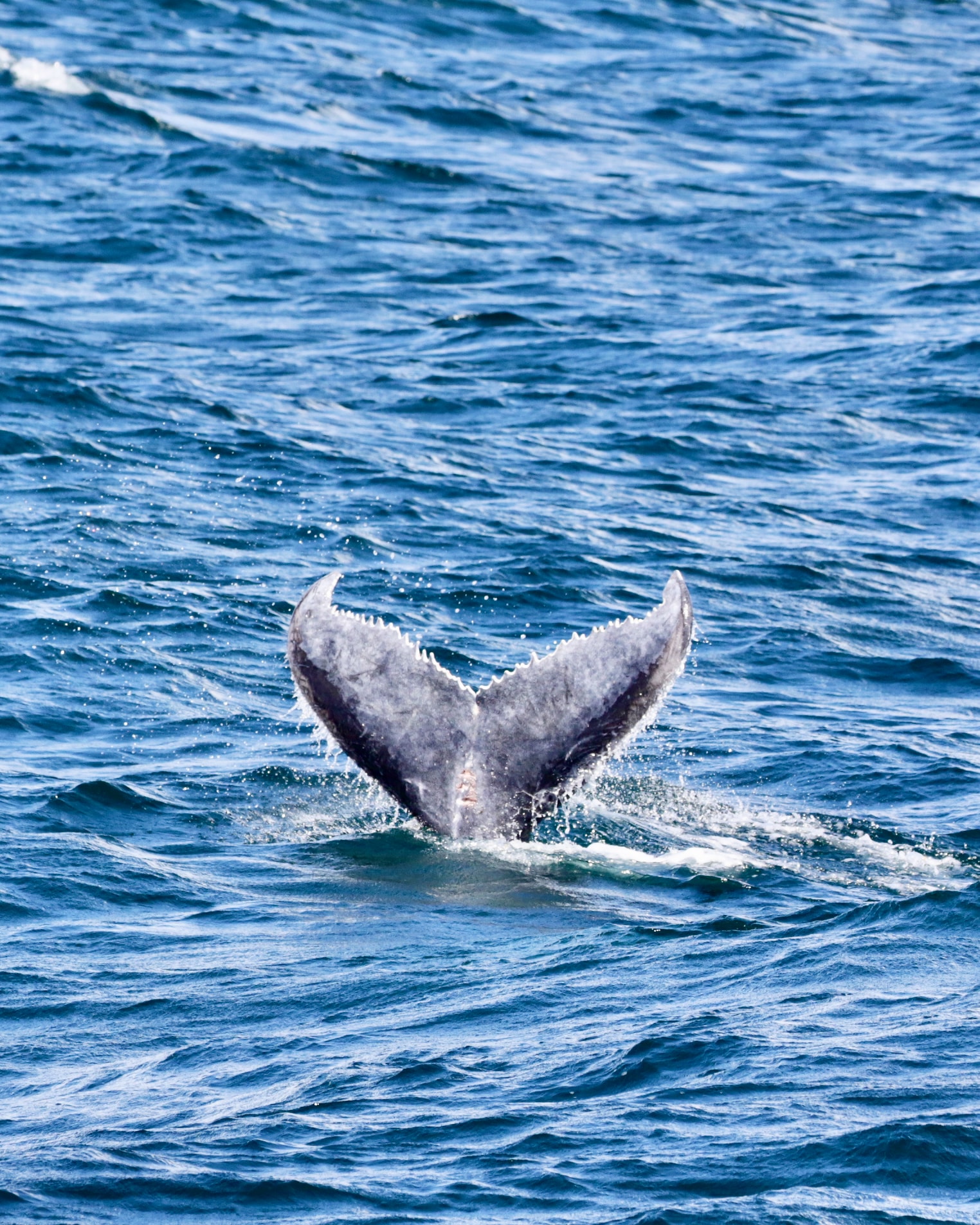 Humpback whale tails.