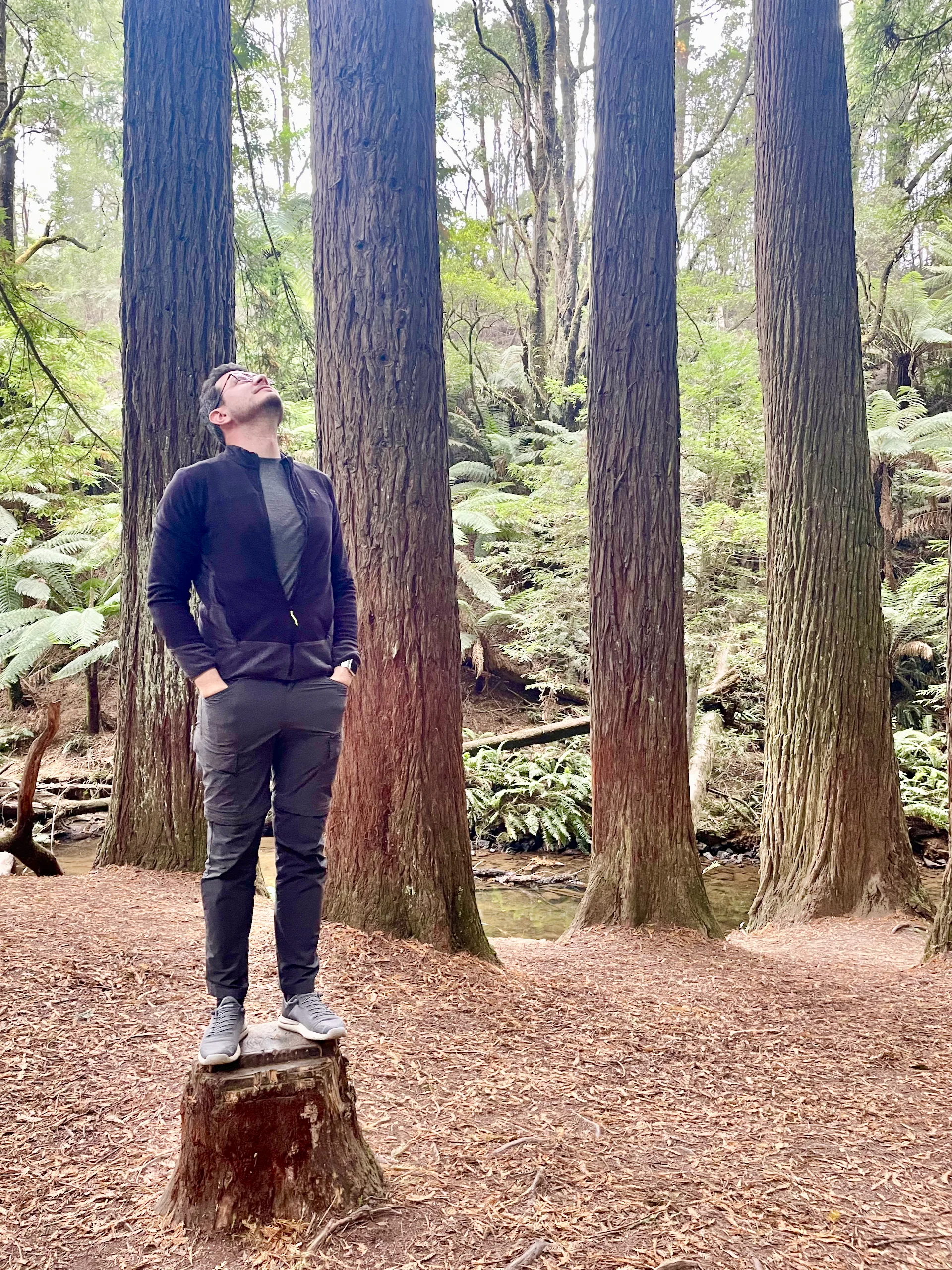 In Otways National Park along the Great Ocean Road in Australia.