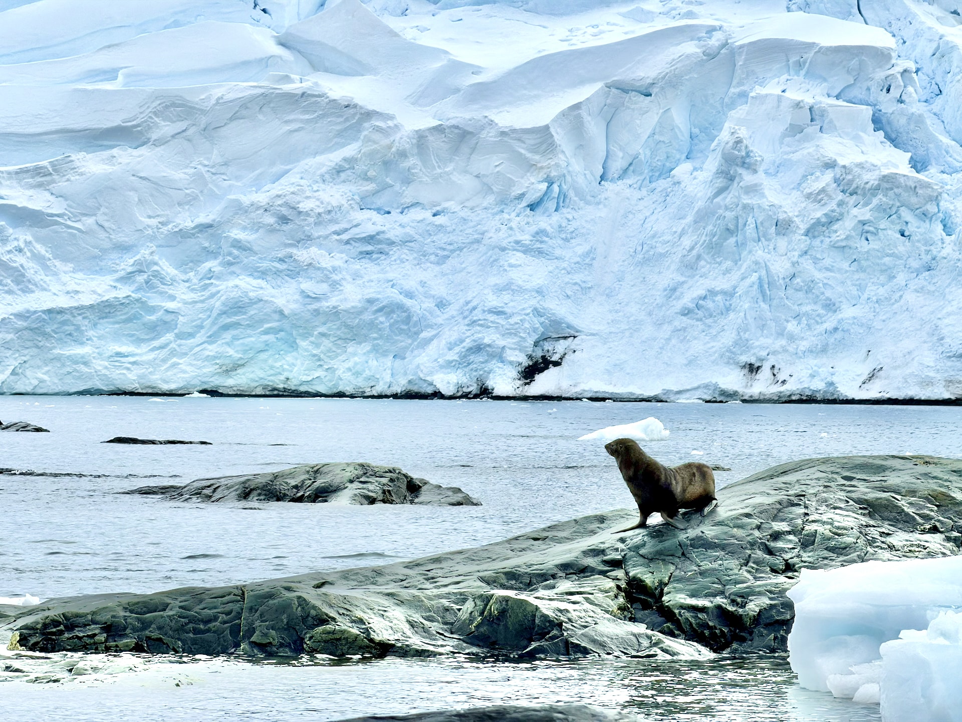 Antarctic fur seal on D'Hainaut Island An Antarctic fur seal sitting on dark rocks at D'Hainaut Island, icy cliffs and glaciers in the background.