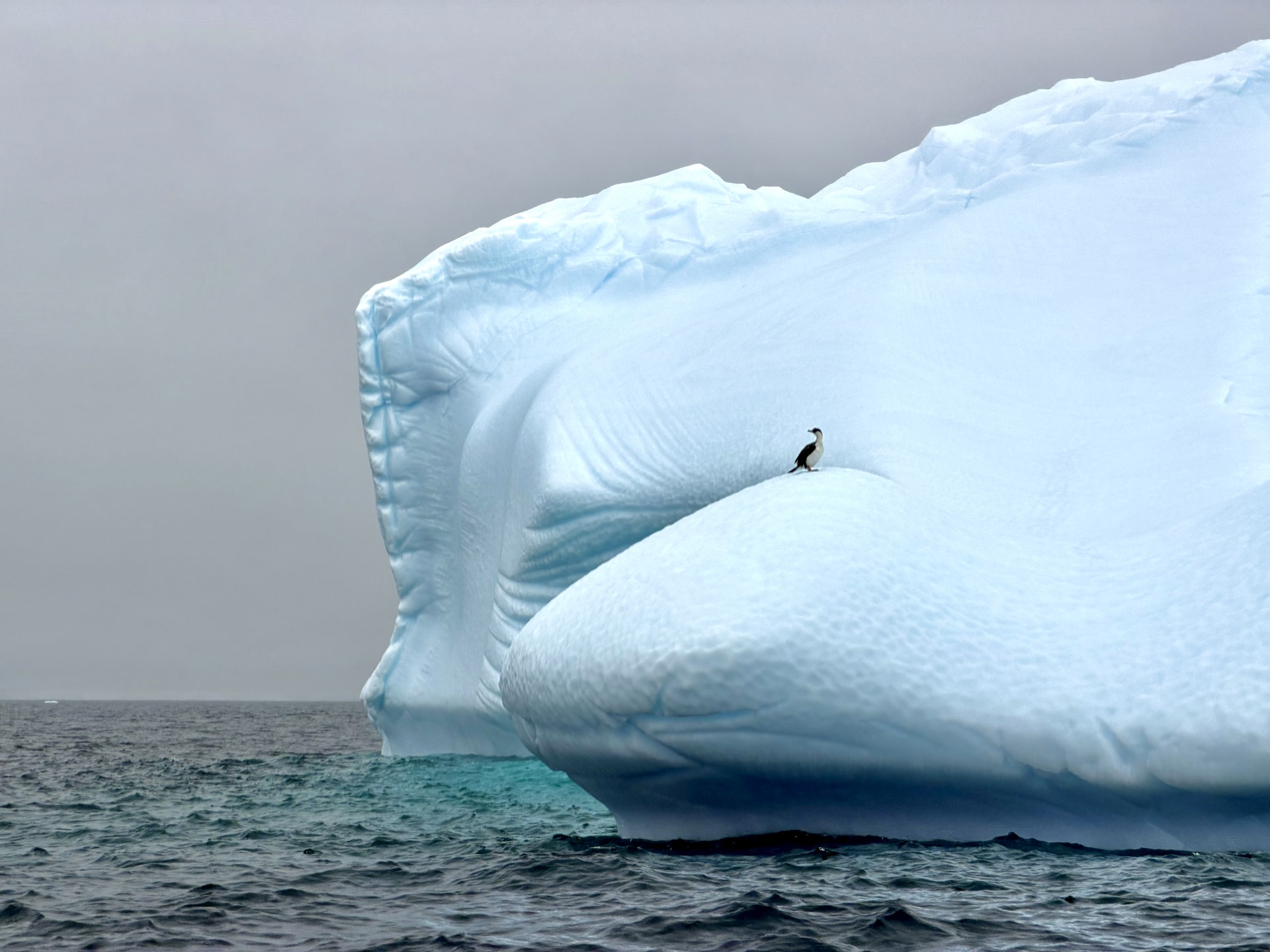 Antarctic shag cormorant standing on top of a smooth, sculpted iceberg in Antarctic Peninsula waters