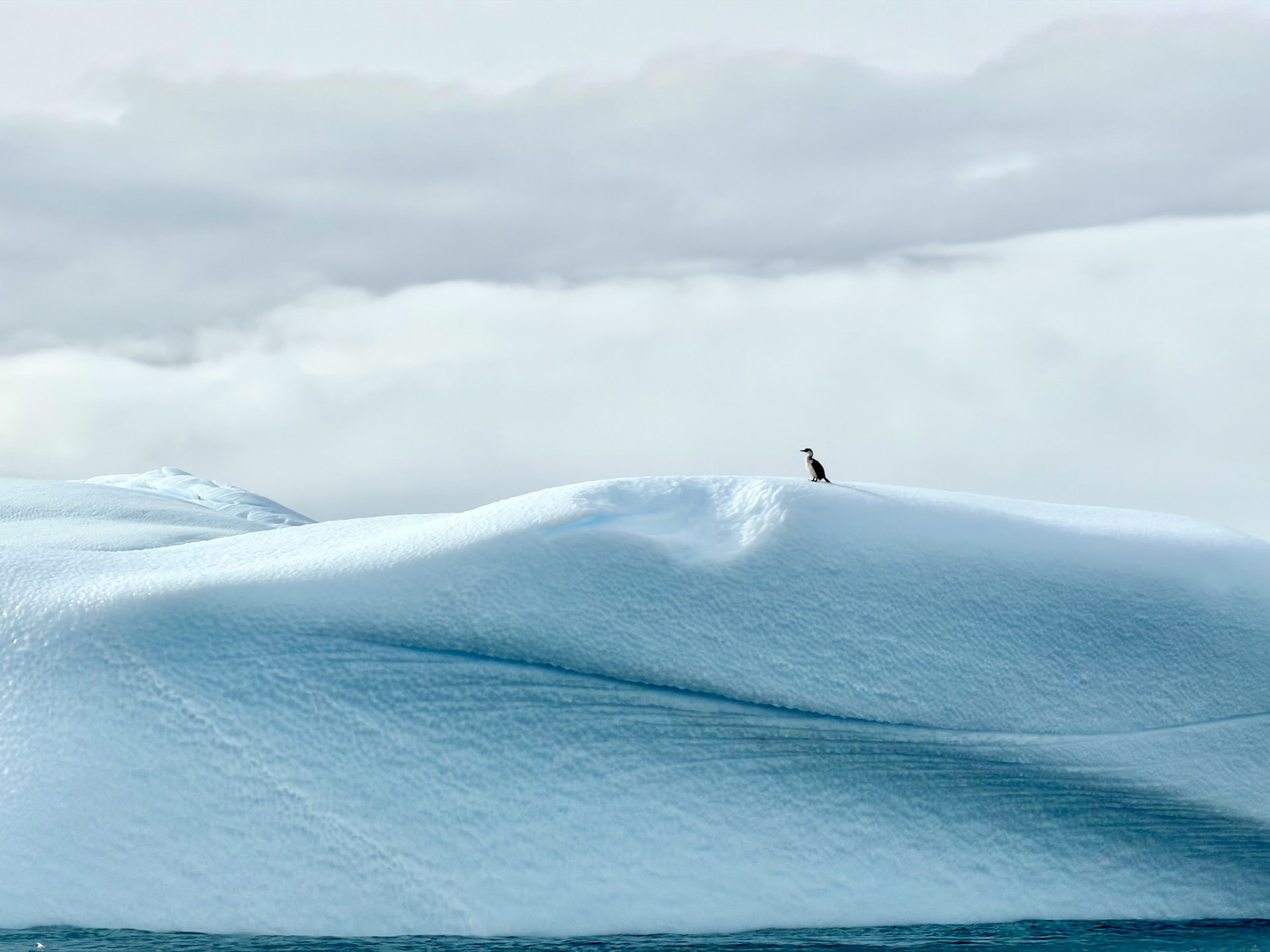 Antarctic shag standing alone on an iceberg An Antarctic shag standing upright on top of a large, smooth white iceberg against a cloudy Antarctic sky.