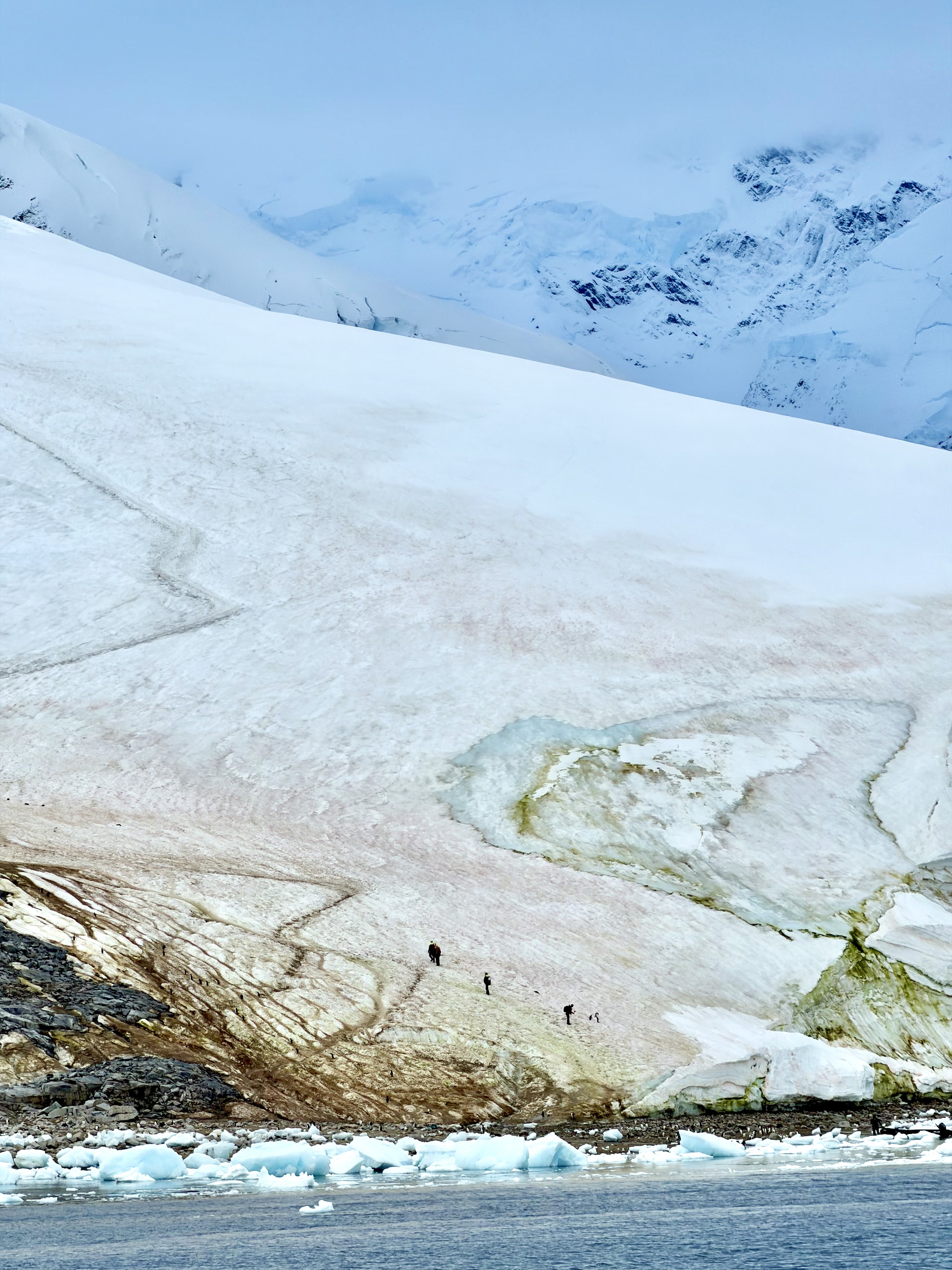 The expedition team scouting a landing site before passengers go ashore. The lines that look like worn paths are penguin highways
