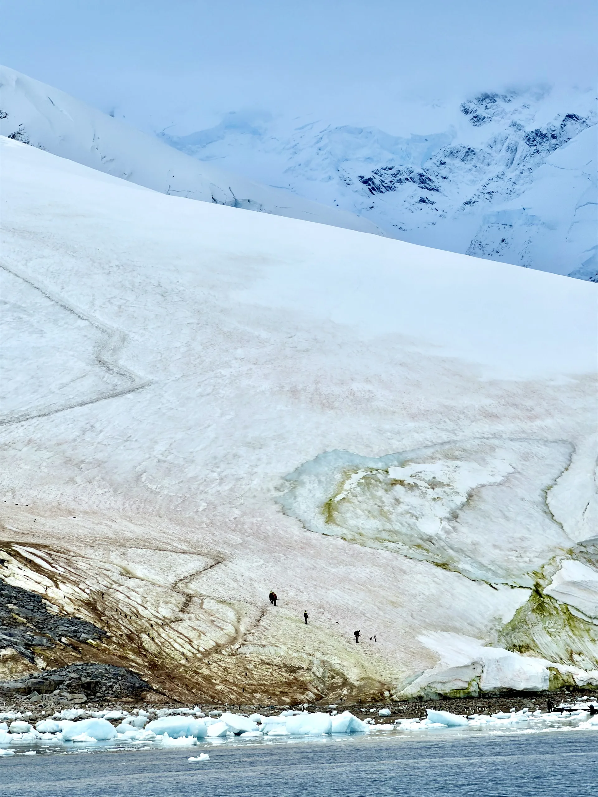 The expedition team scouting a landing site before passengers go ashore. The lines that look like worn paths are penguin highways