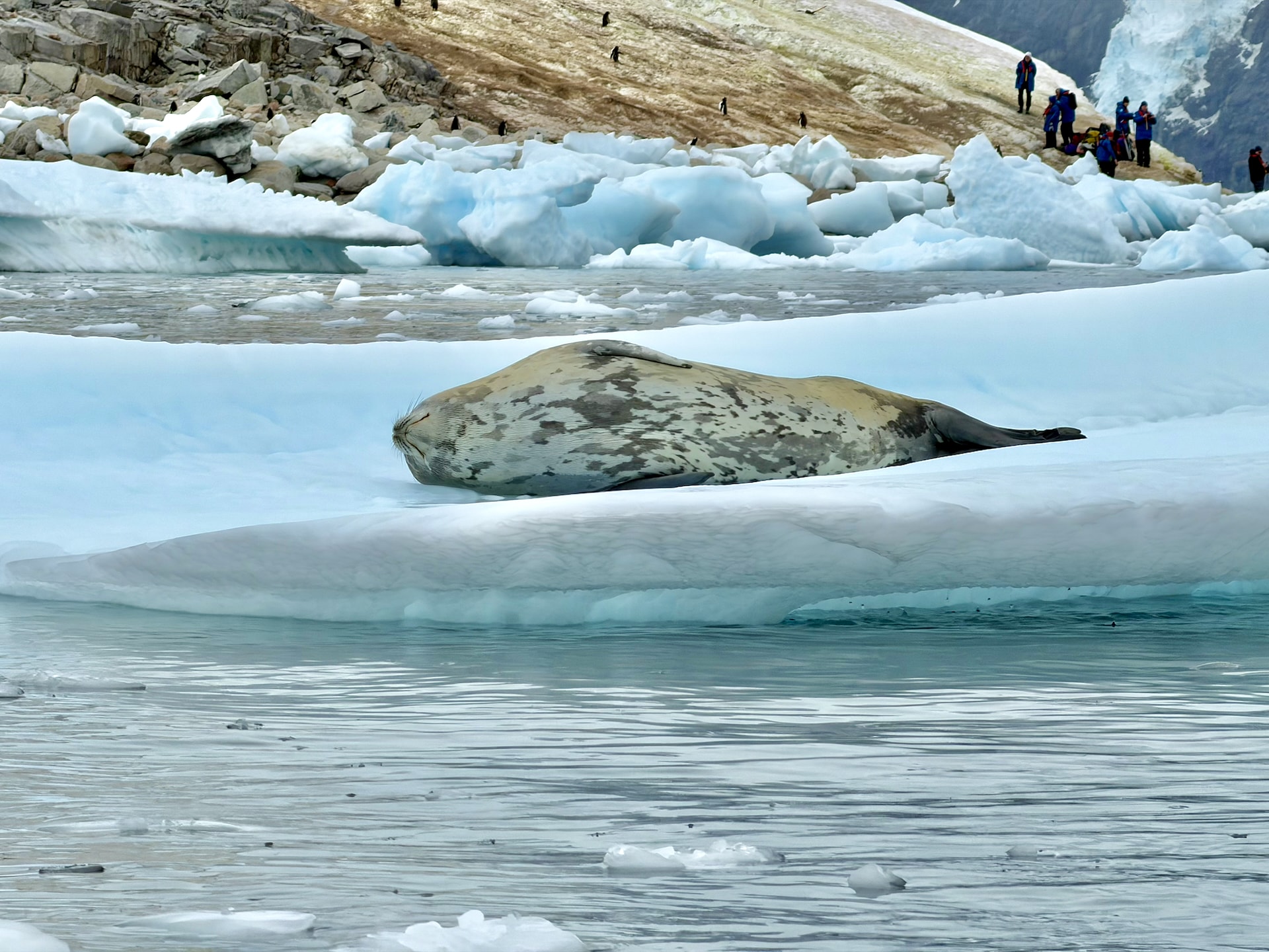 A Weddell seal lying on its back on an ice floe, with expedition members in blue parkas and penguins visible on the stained snow in the background.