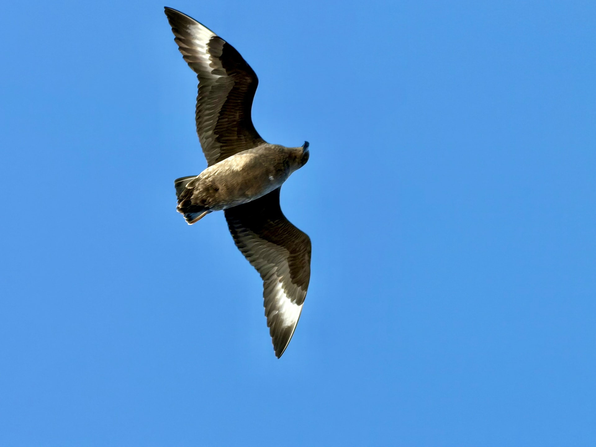 Brown skua in flight over the Drake Passage, white wing patches clearly visible from below against a blue sky