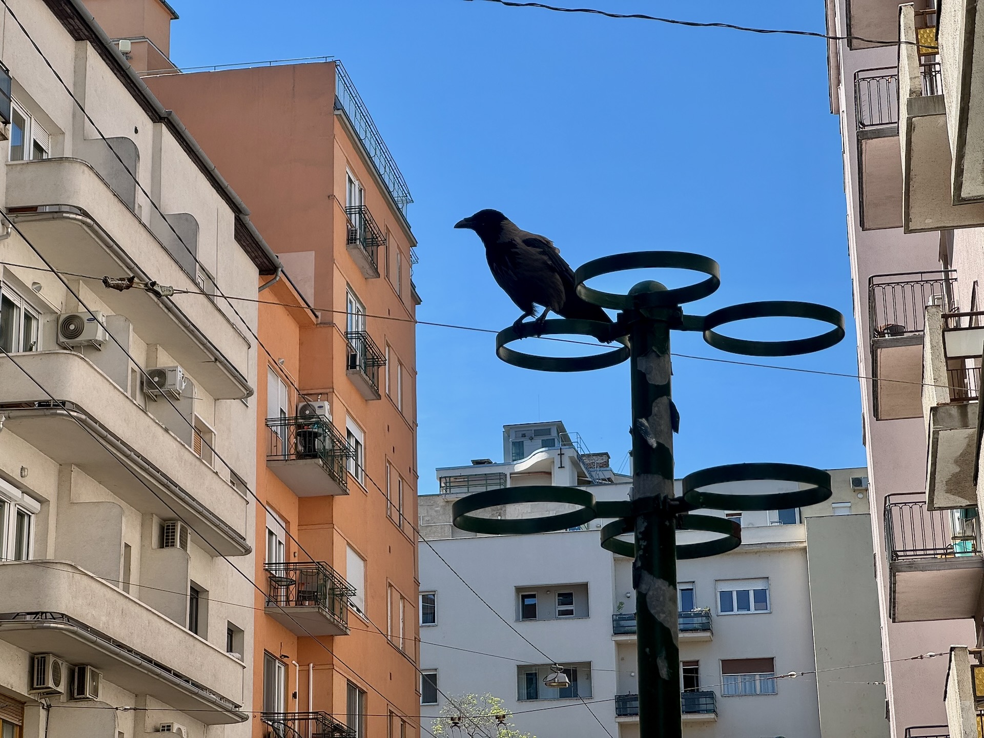 Crow perched on a street lamp in Újlipótváros Budapest with apartment buildings in background