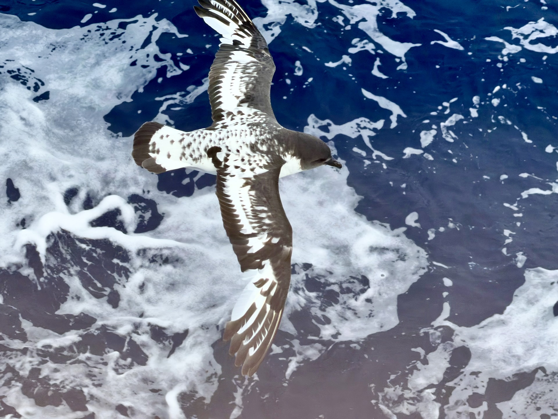 Cape petrel following the ship across the Drake Passage A Cape petrel with distinctive black and white mottled plumage flying over the churning dark waters of the Drake Passage.