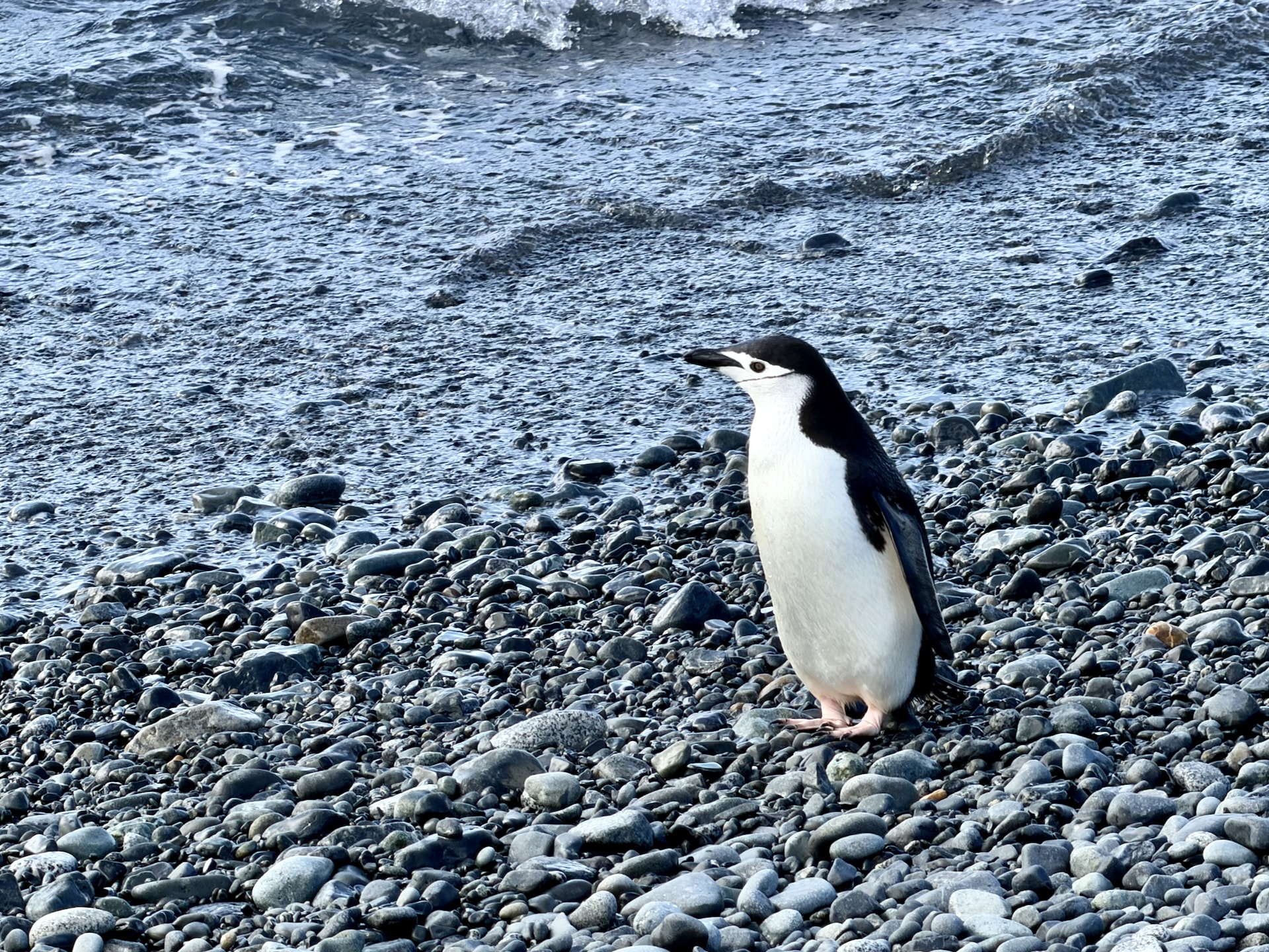 Chinstrap penguin standing on rocks at Half Moon Island in the South Shetlands, Antarctica