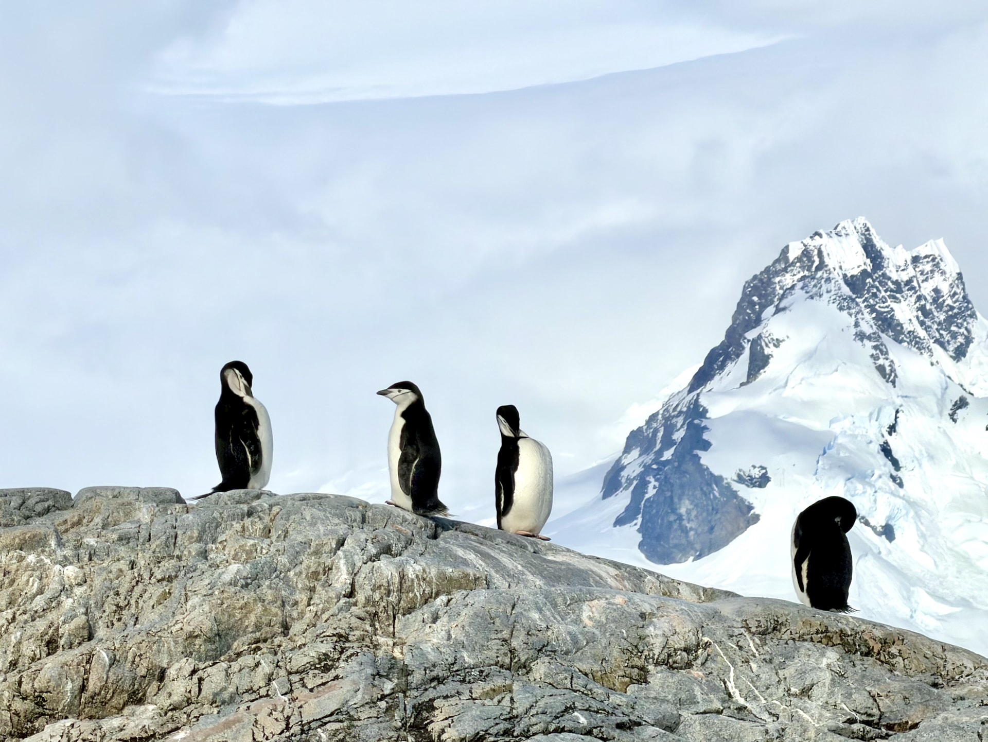 Chinstrap penguins on rocks at Cierva Cove, Antarctic Peninsula