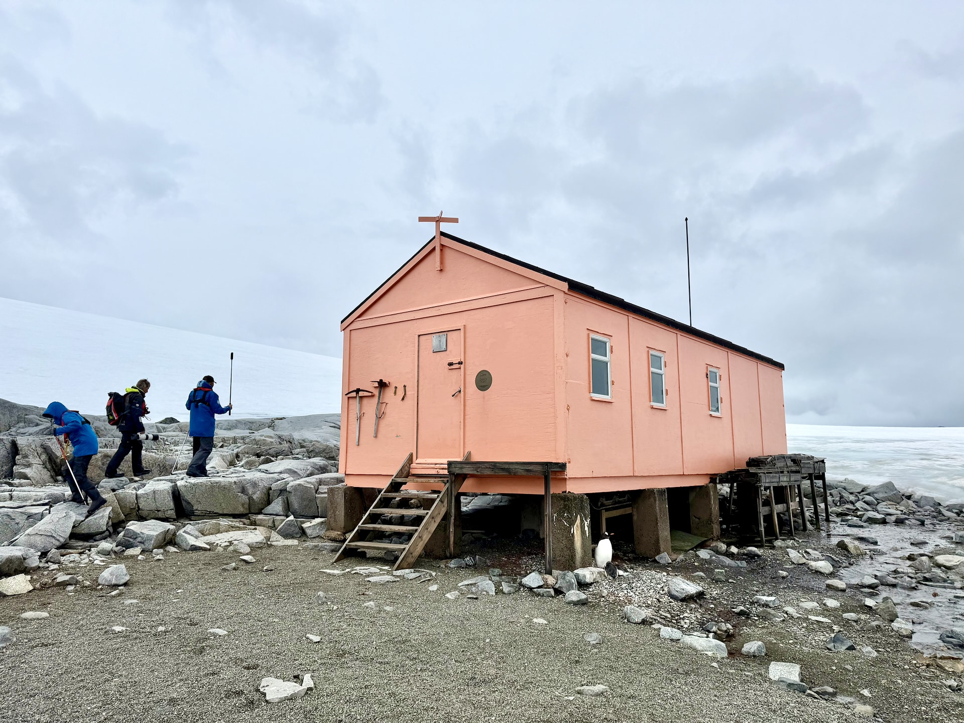 The historic Damoy Hut at Damoy Point, Wiencke Island, with a gentoo penguin nesting underneath and two fluffy chicks