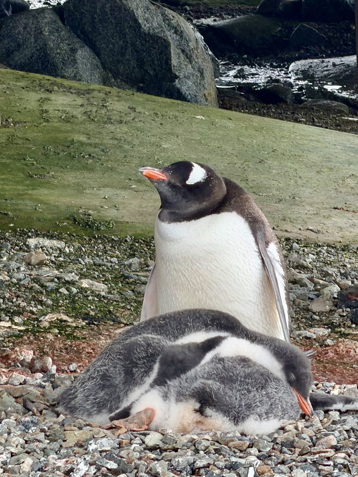 Gentoo penguin with chicks near Damoy Hut Antarctica An adult gentoo penguin standing protectively over two fluffy grey chicks resting on a pebble nest, with green moss-covered ground in the background.