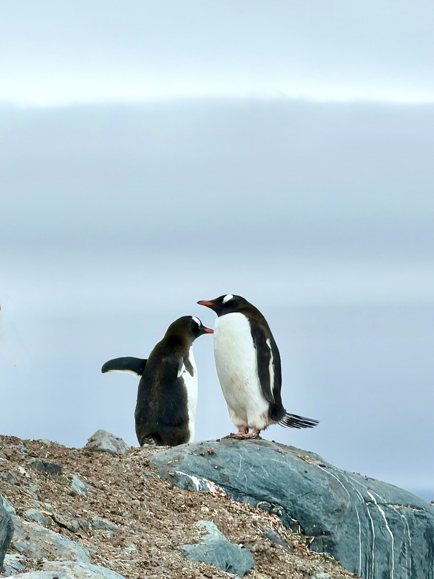 Gentoo penguins on D'Hainaut Island Antarctica Two gentoo penguins standing close together on a rocky outcrop at D'Hainaut Island, with a pale blue Antarctic sky behind them.