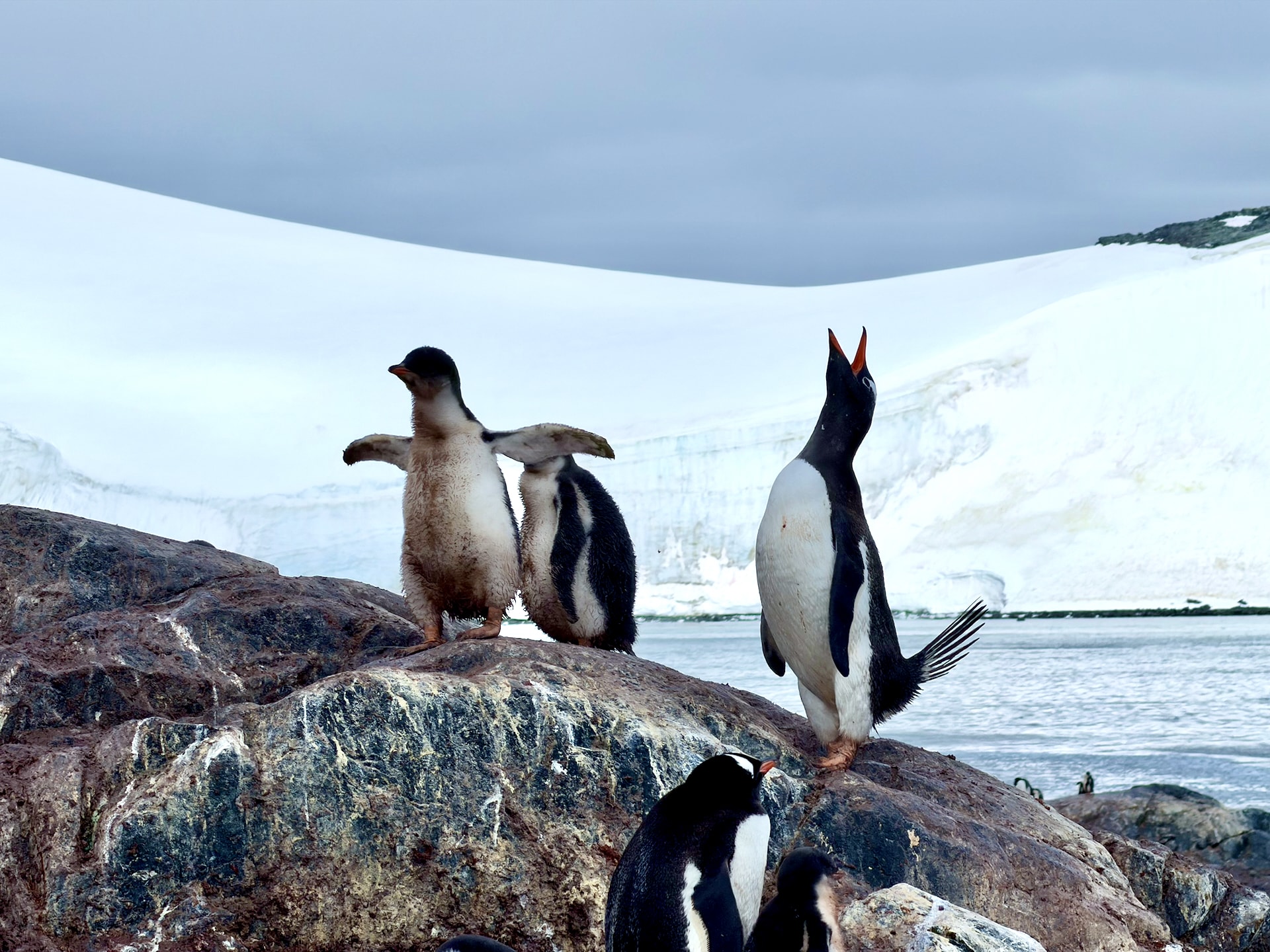 Gentoo penguin colony on D'Hainaut Island in Mikkelsen Harbour, Antarctic Peninsula