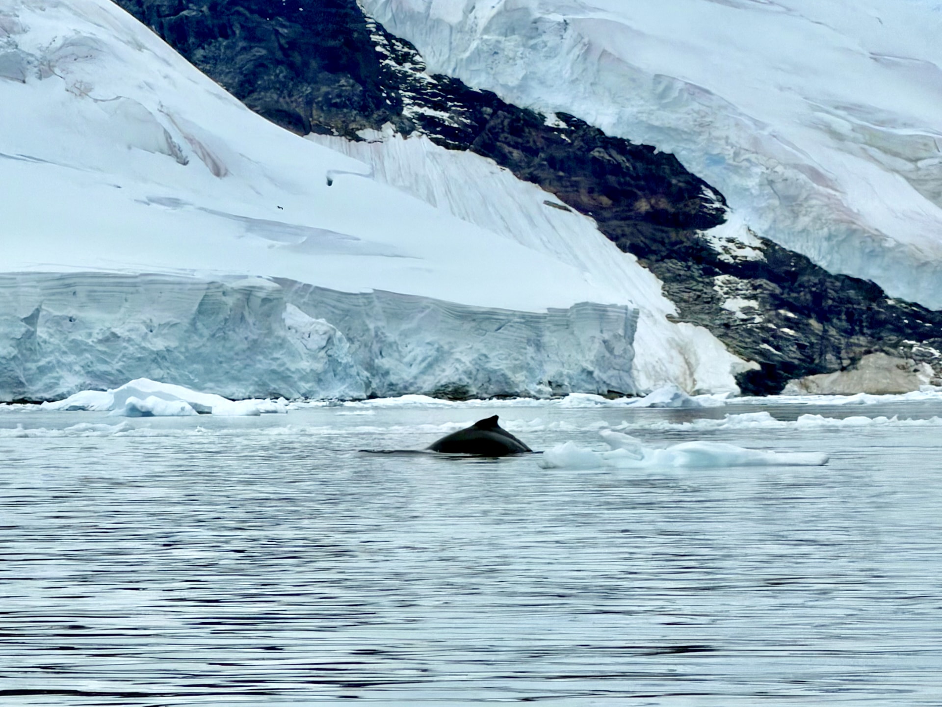 Humpback whale surfacing at Neko Harbour Antarctica The back of a humpback whale surfacing in calm water at Neko Harbour, with snow-covered mountains and glaciers in the background.