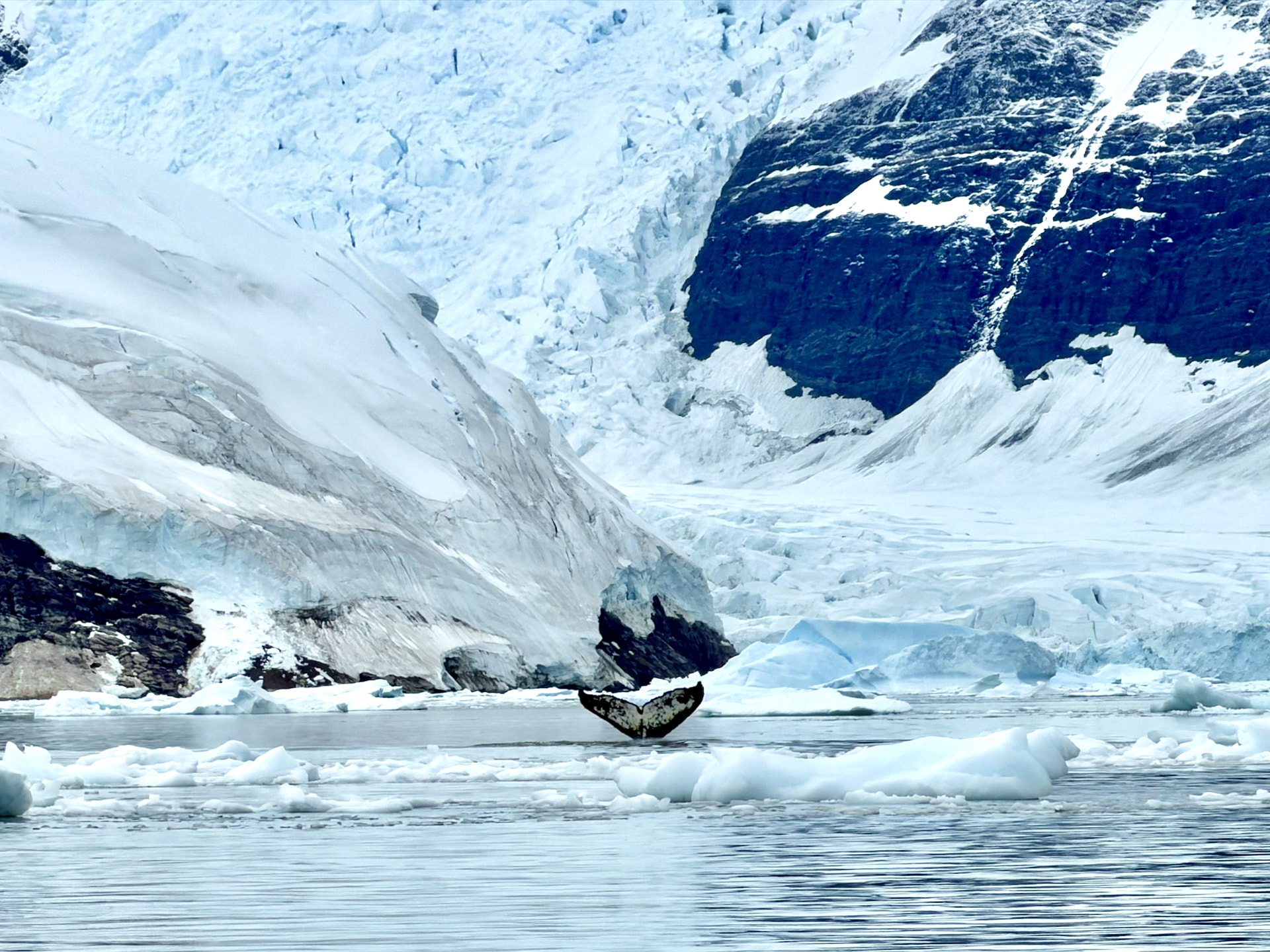 Humpback whale tail fluke rising above the water at Neko Harbour on the Antarctic Peninsula
