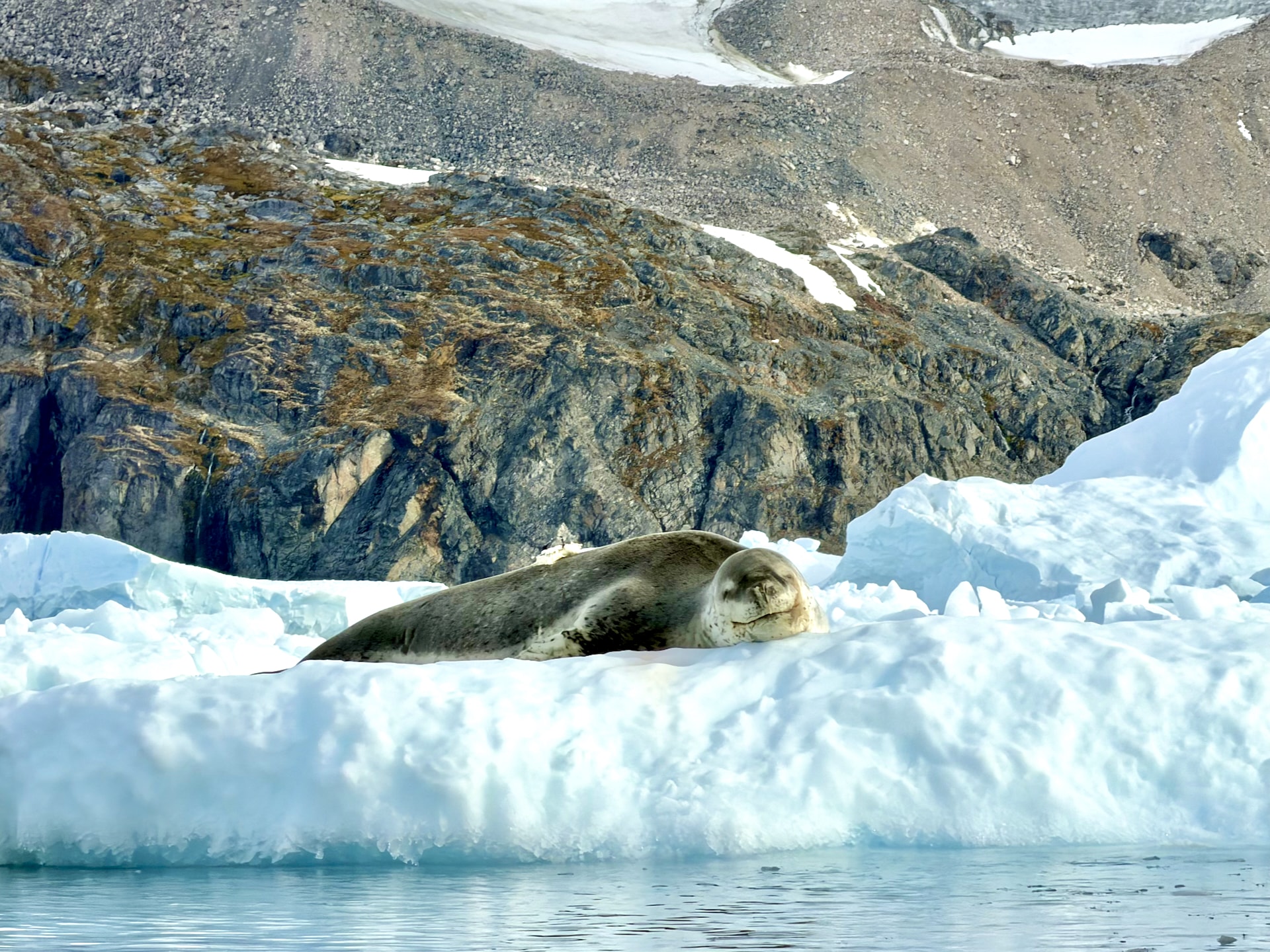 Leopard seal resting on an ice floe in Antarctic waters near Cierva Cove