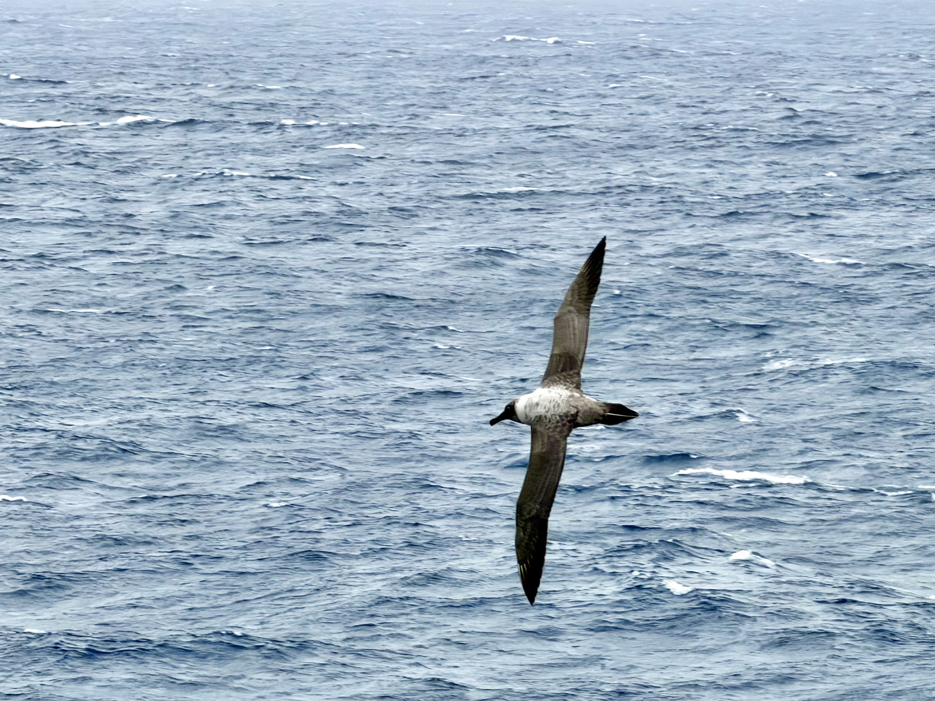 Light-mantled albatross gliding low over the dark blue water of the Drake Passage with wings fully extended