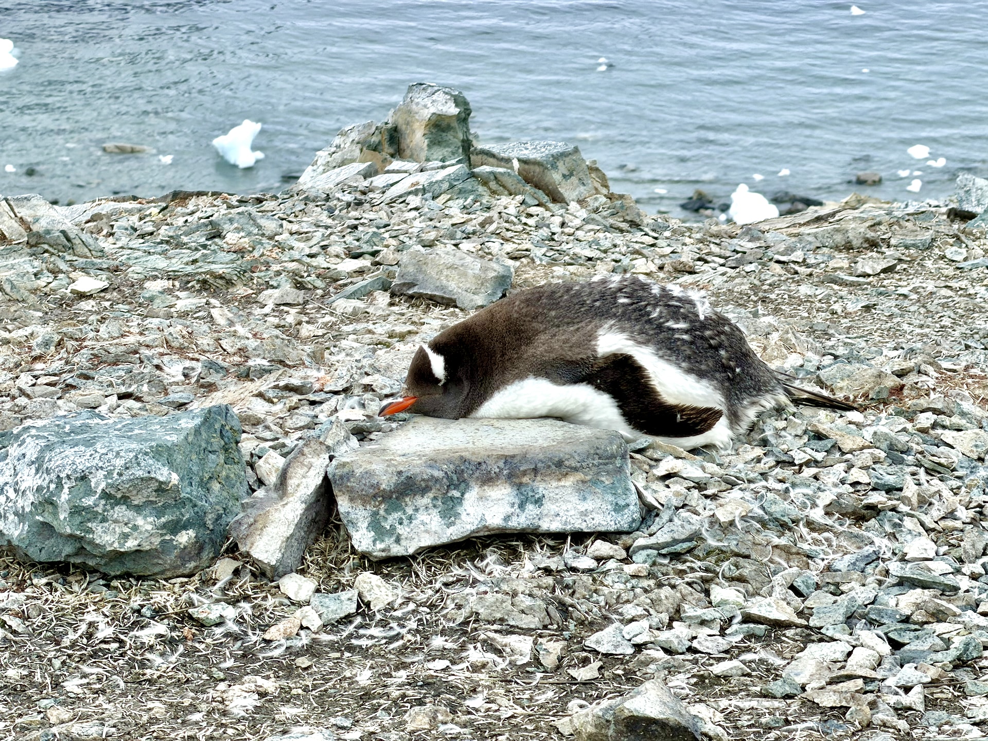A gentoo penguin in catastrophic moult standing alone, with feathers shed across the rocks at Danco Island, Antarctica