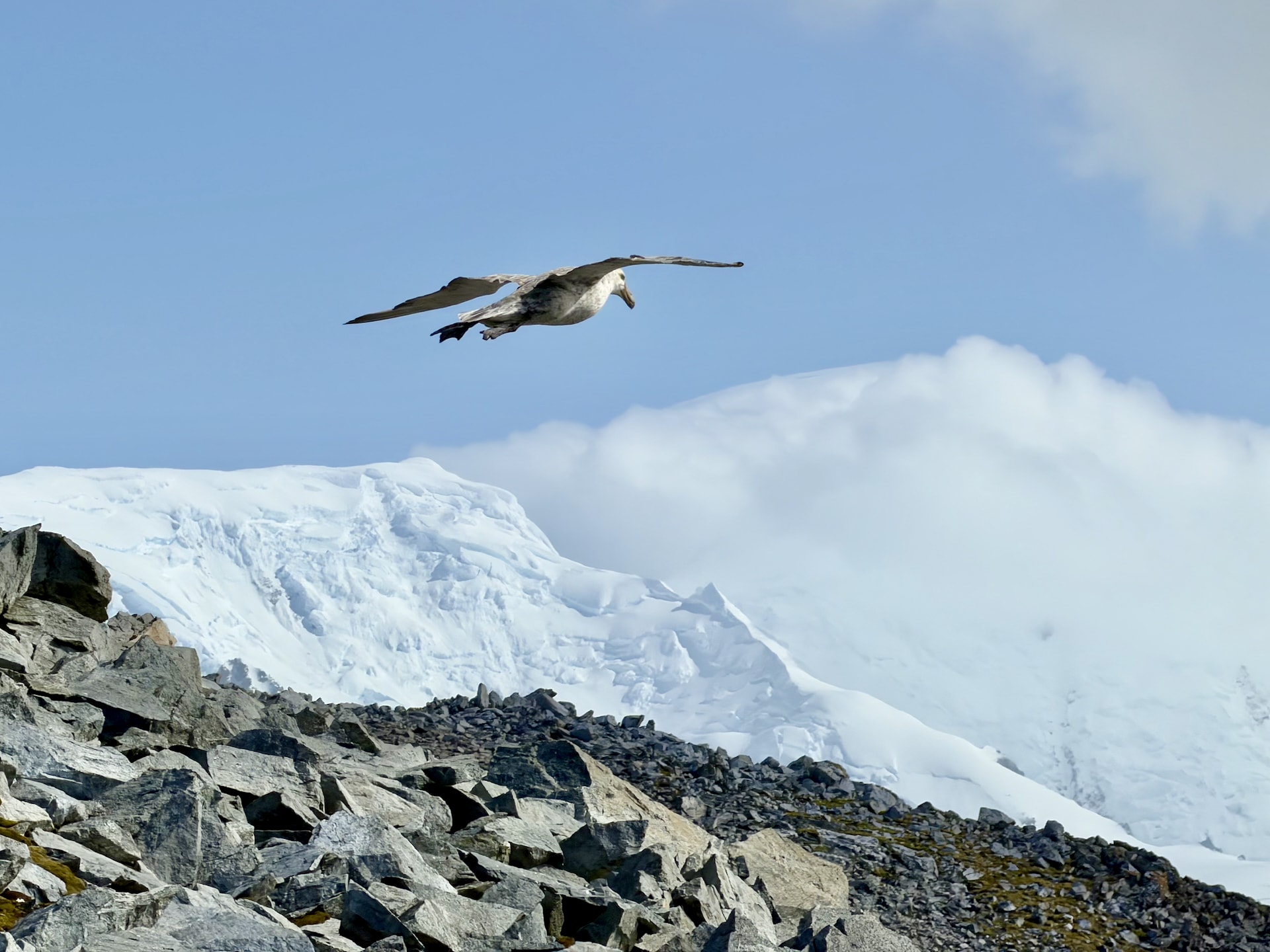 Southern giant petrel flying over Half Moon Island A southern giant petrel in flight over the rocky landscape of Half Moon Island, snow-covered mountains in the background.