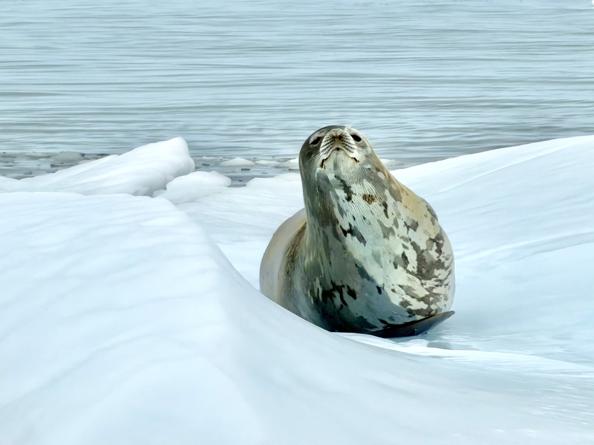 Weddell seal resting on an ice floe at Neko Harbour with a relaxed expression