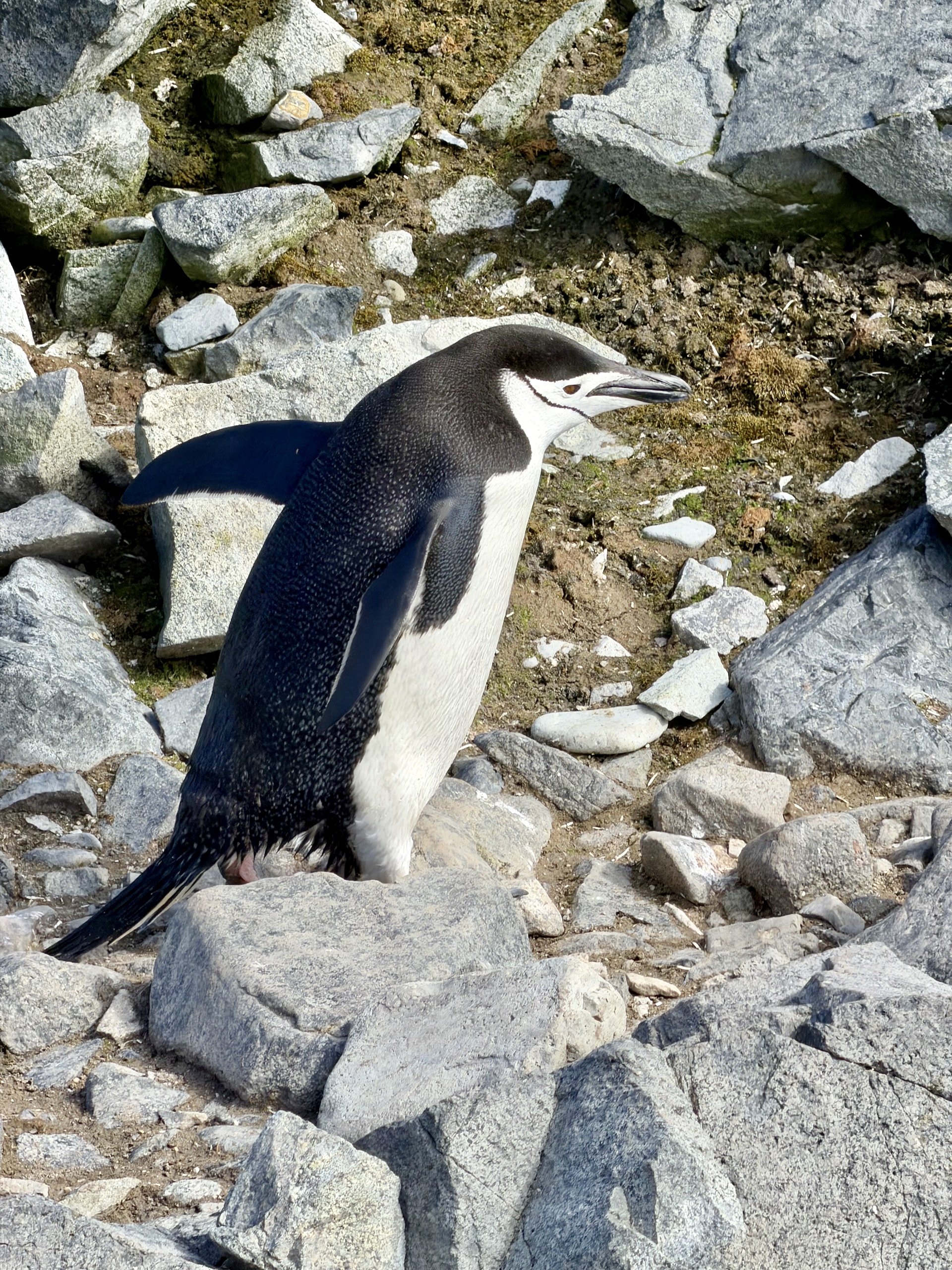 Chinstrap penguin on rocky Antarctic terrain Chinstrap penguin (Pygoscelis antarcticus) standing on rocky terrain, Antarctica