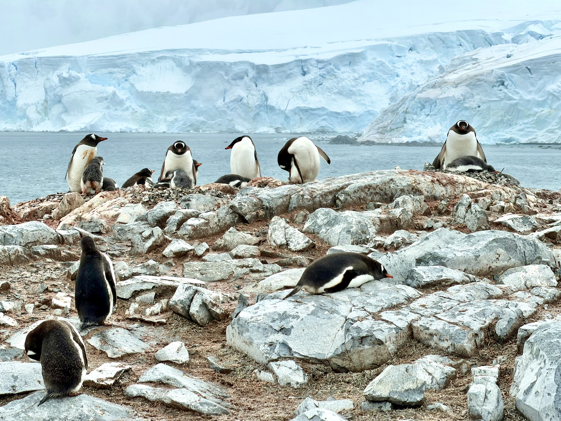 Gentoo penguins and chicks on Wiencke Island Antarctica Gentoo penguins (Pygoscelis papua) with chicks on rocky terrain, ice shelf in the background, Wiencke Island, Antarctica
