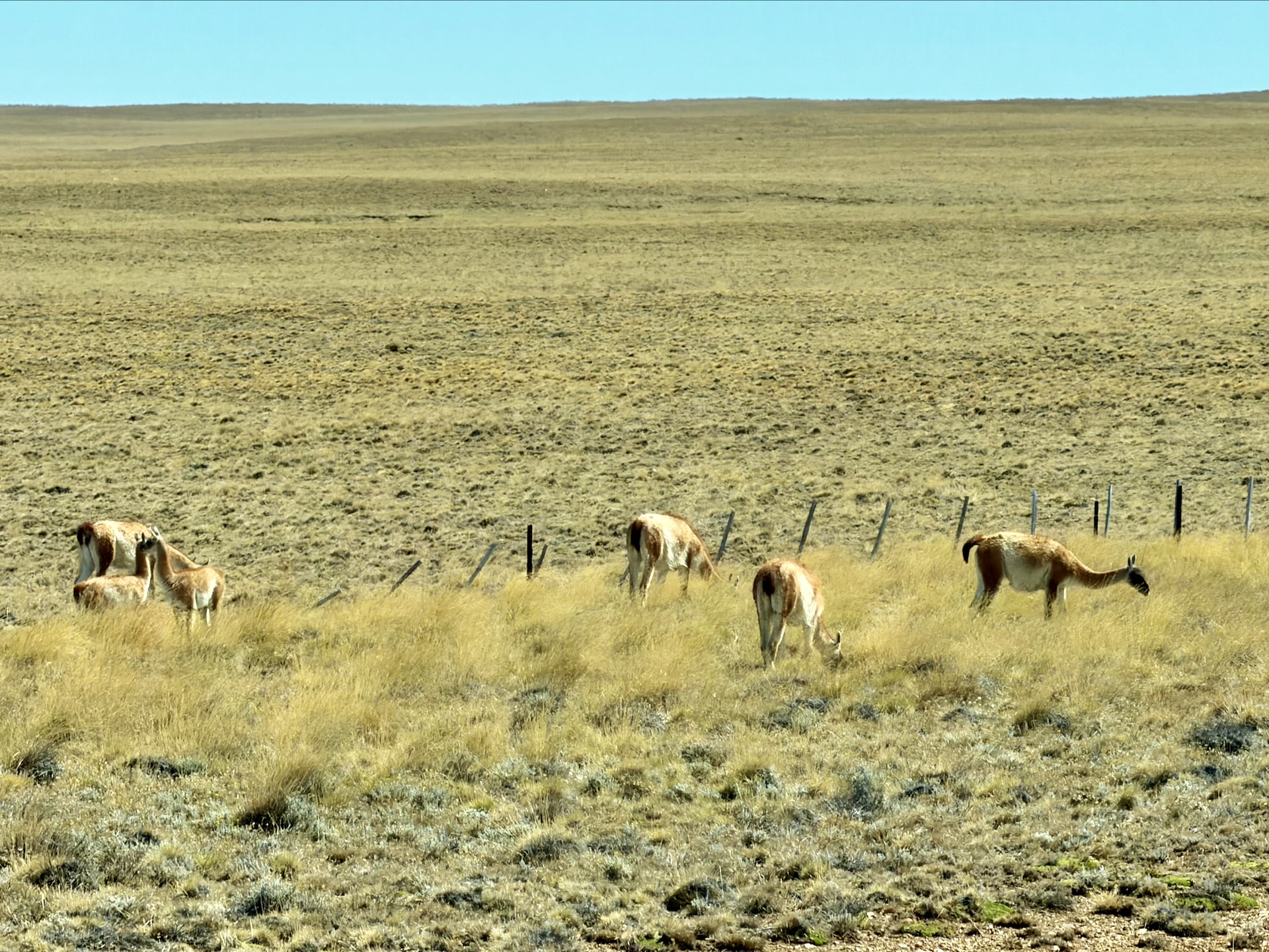 Guanacos grazing on Patagonian steppe road to Chile Group of guanacos (Lama guanicoe) grazing on golden Patagonian steppe beside a fence, on the road to Chile