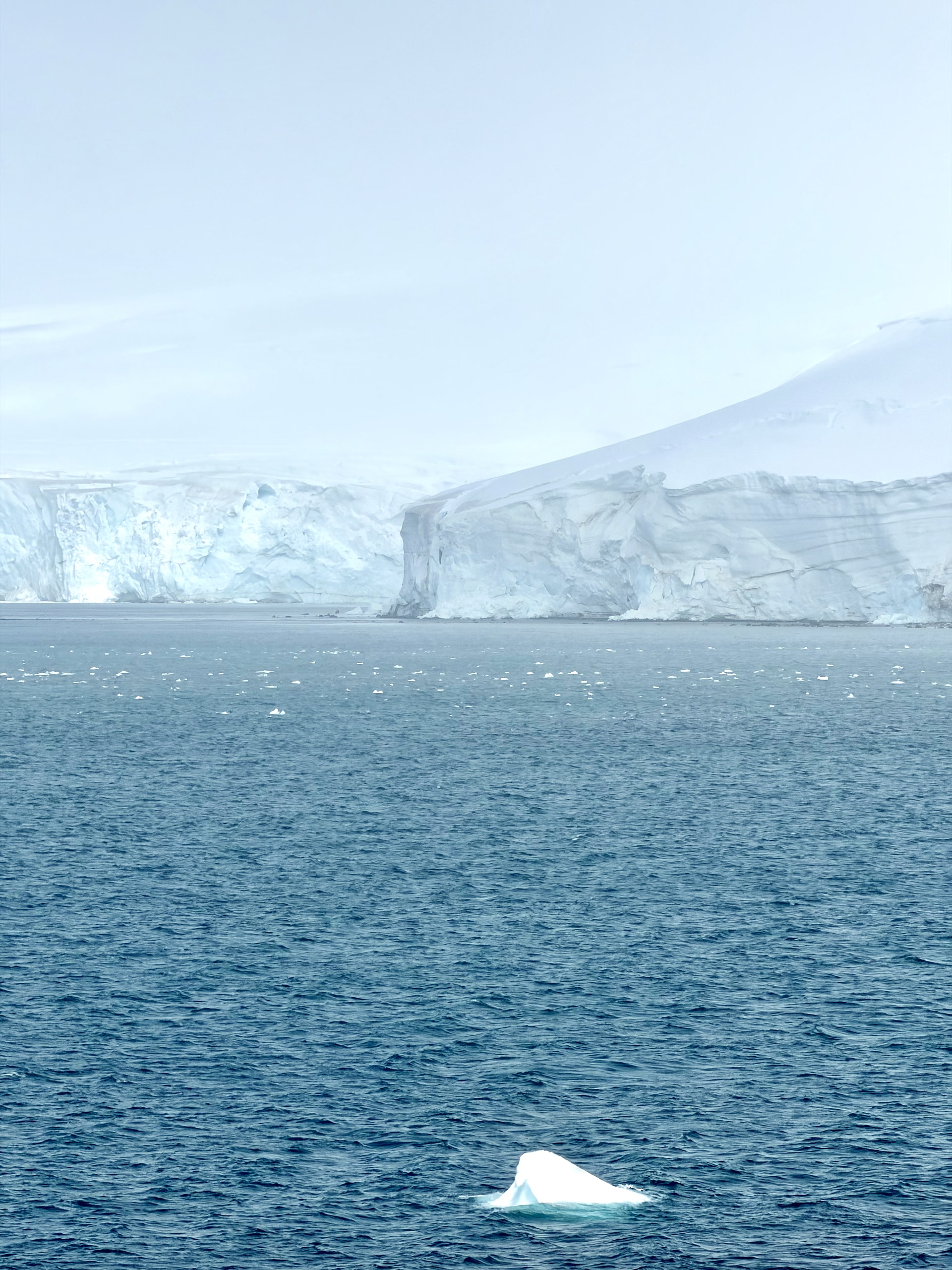 Small iceberg and ice shelf Antarctic Peninsula Small iceberg drifting in front of a vast Antarctic ice shelf in pale blue Antarctic waters