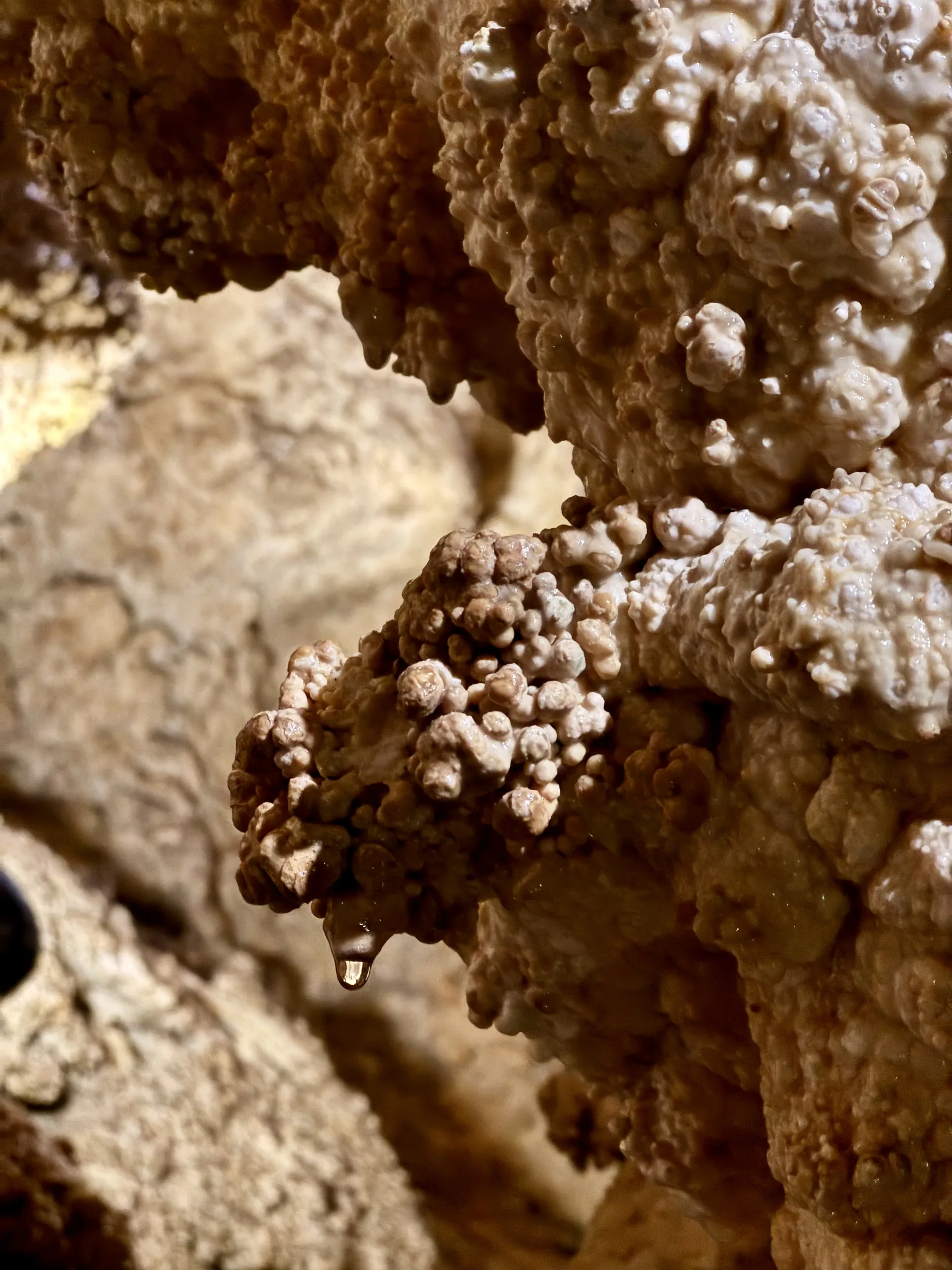 Aragonite pea-stone in the Szemlő-hegyi cave, Budapest Close-up of knobbly aragonite pea-stone on a cave wall, with a water drop hanging from it
