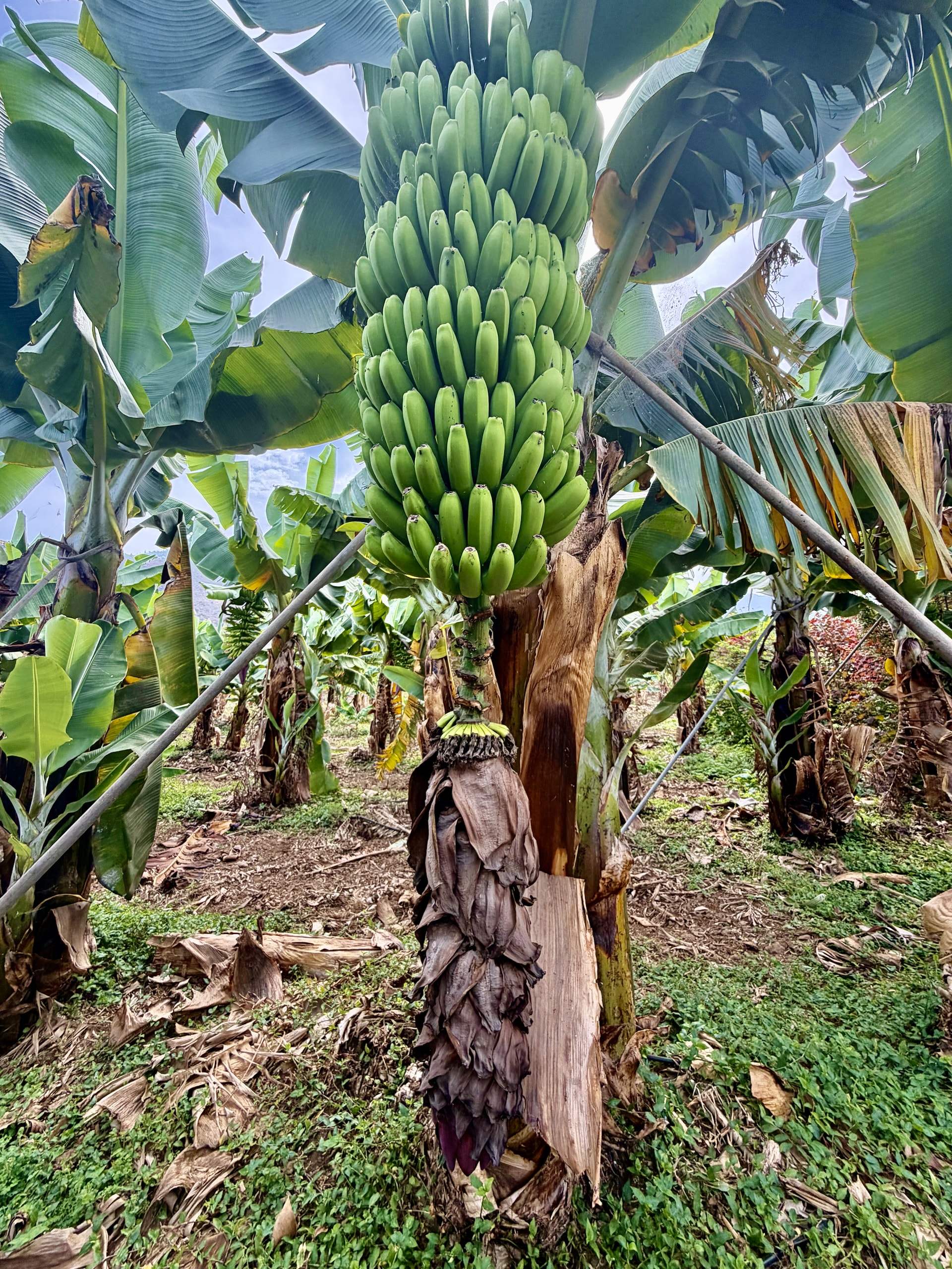 Banana bunch with a giant dried heart, Tenerife Bunch of green bananas above a huge, shriveled brown heart that hangs almost to the ground