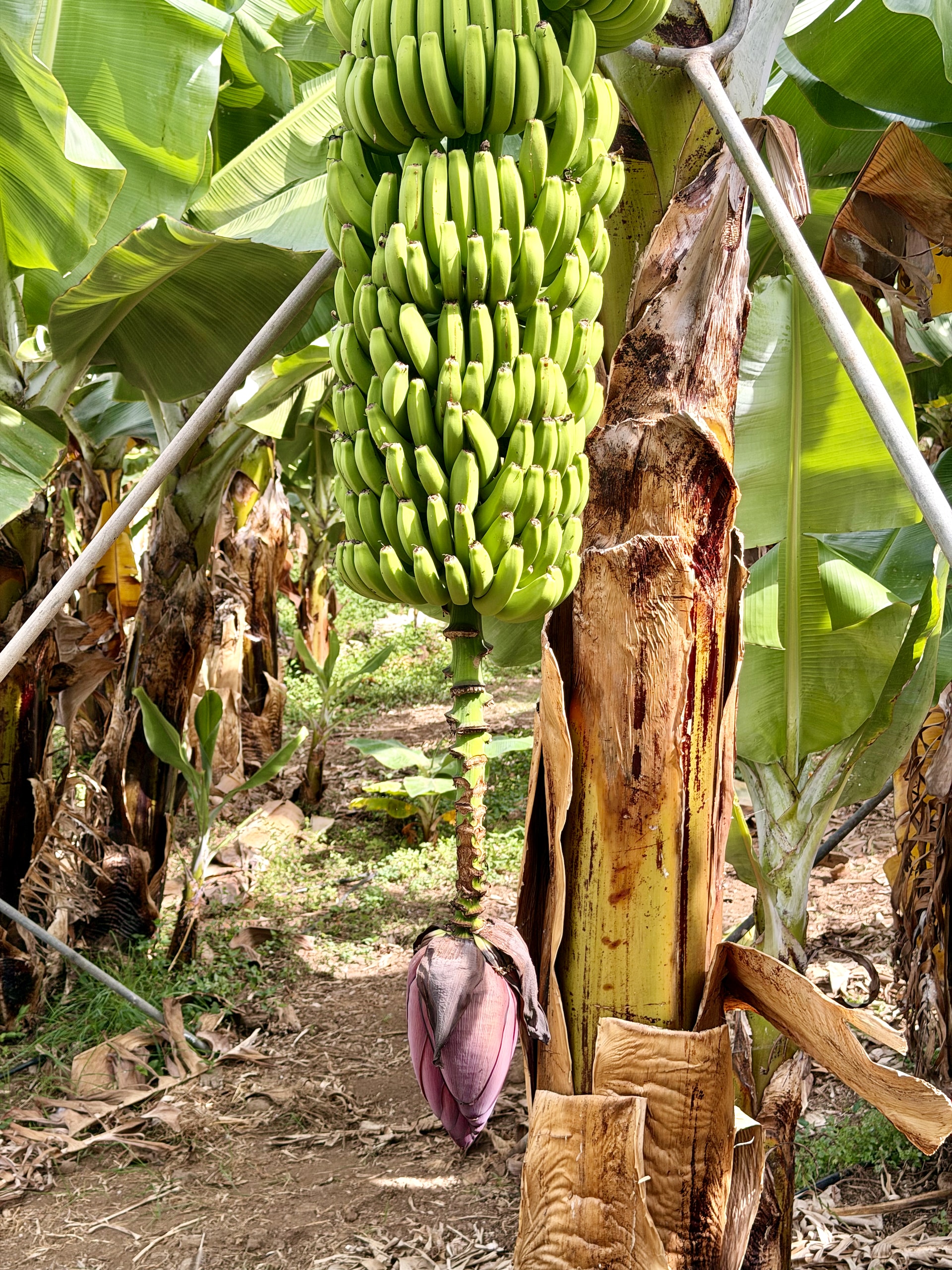Banana bunch with a small heart, La Orotava Long bunch of green bananas propped up by metal poles, with a small pink heart at the end of the stalk