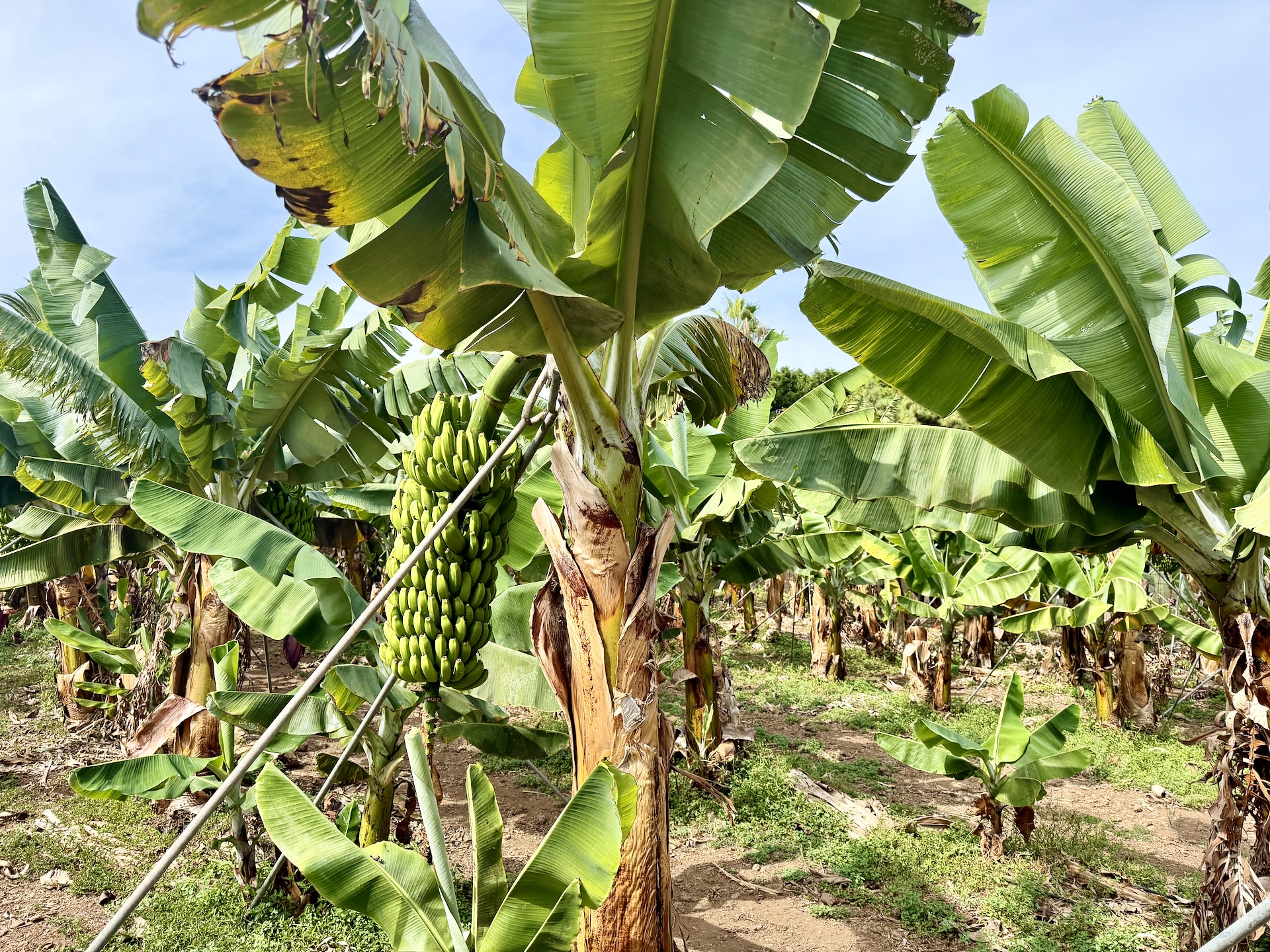 Banana bunch with the heart removed, ready for harvest Banana plant with a long bunch of green bananas, its heart already cut off, propped up by a metal pole among rows of plants
