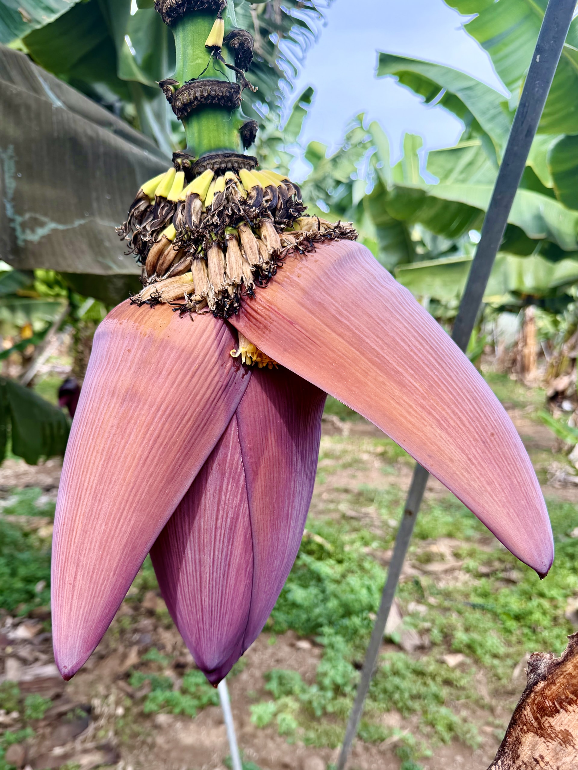 Banana heart (corazón) at bananaECOplantation, Tenerife Pinkish-purple banana heart with its bracts peeling back to reveal rows of small flowers, hanging from the stalk