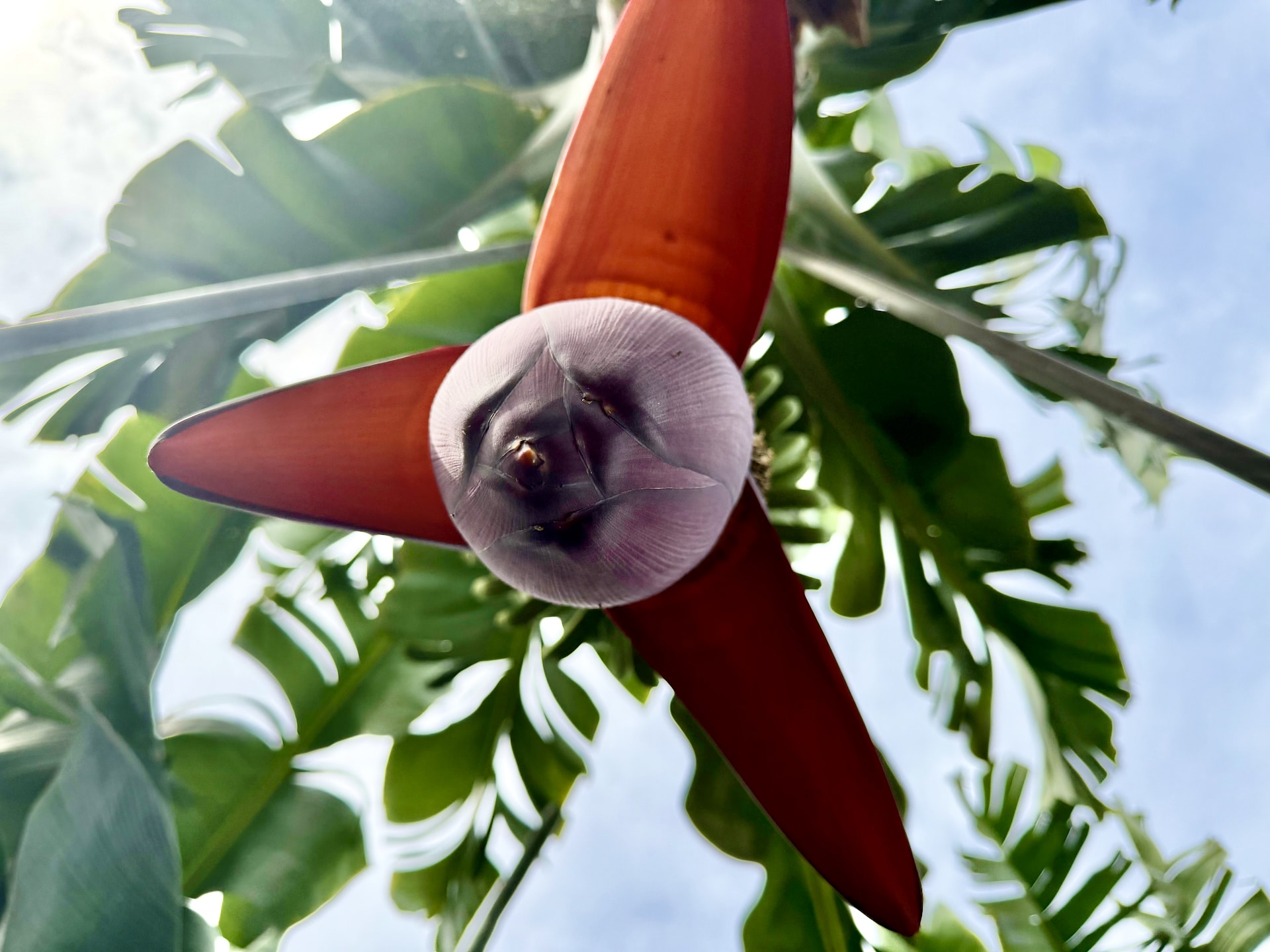 Banana heart seen from below, bananaECOplantation Banana heart seen from directly below: a pale purple bud ringed by three red bracts against green leaves and sky
