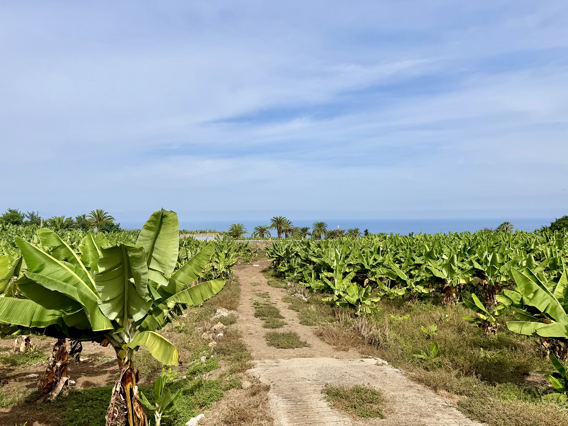 Banana plantation above El Bollullo beach, with a view of the sea Dirt track between rows of banana plants leading to a line of palm trees and the blue Atlantic, at bananaECOplantation in La Orotava