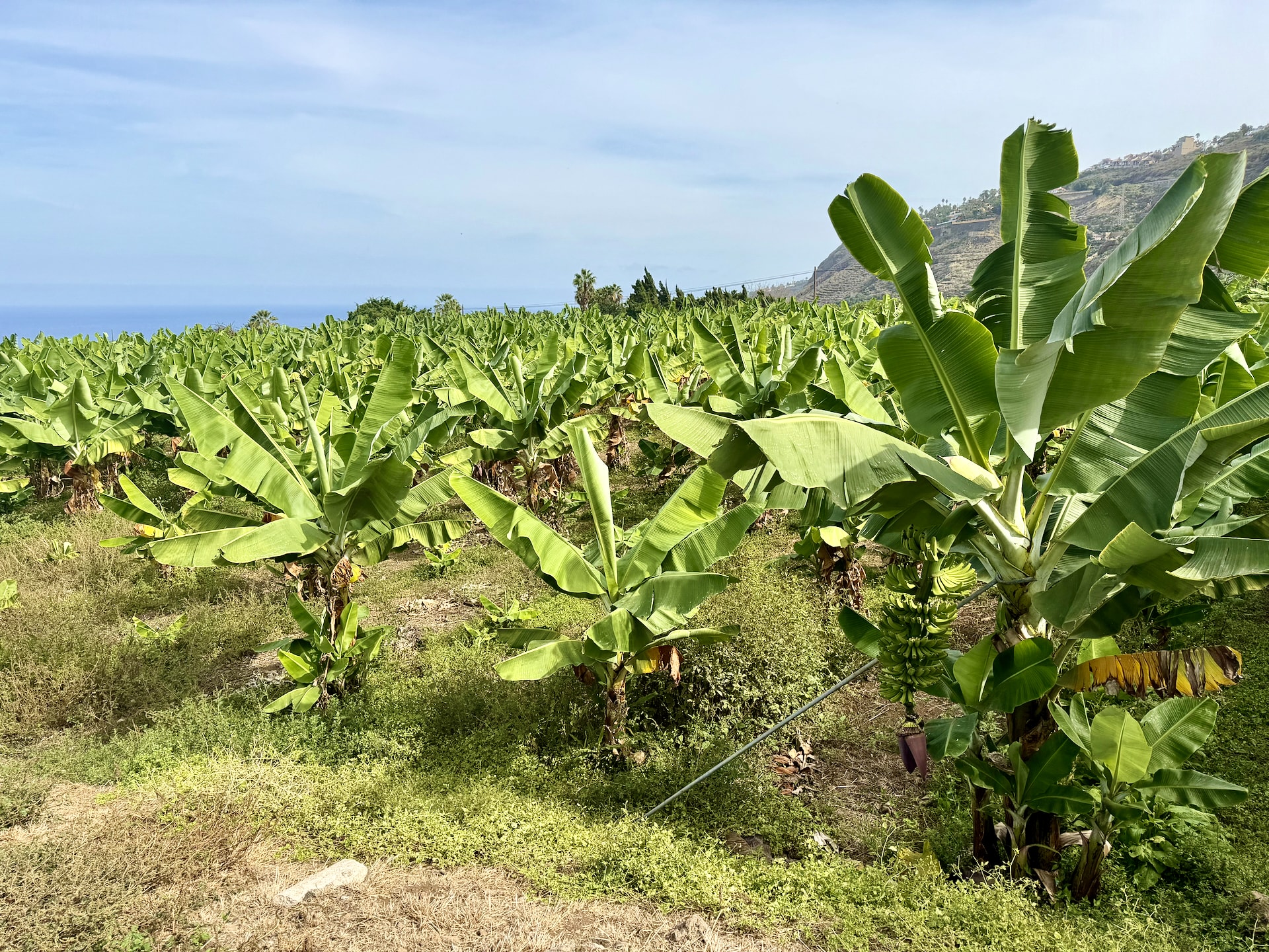 Banana plantation with La Quinta, Santa Úrsula, in the distance Banana plants with a hanging bunch and an irrigation pipe, the sea on the left and the hillside houses of La Quinta in the distance